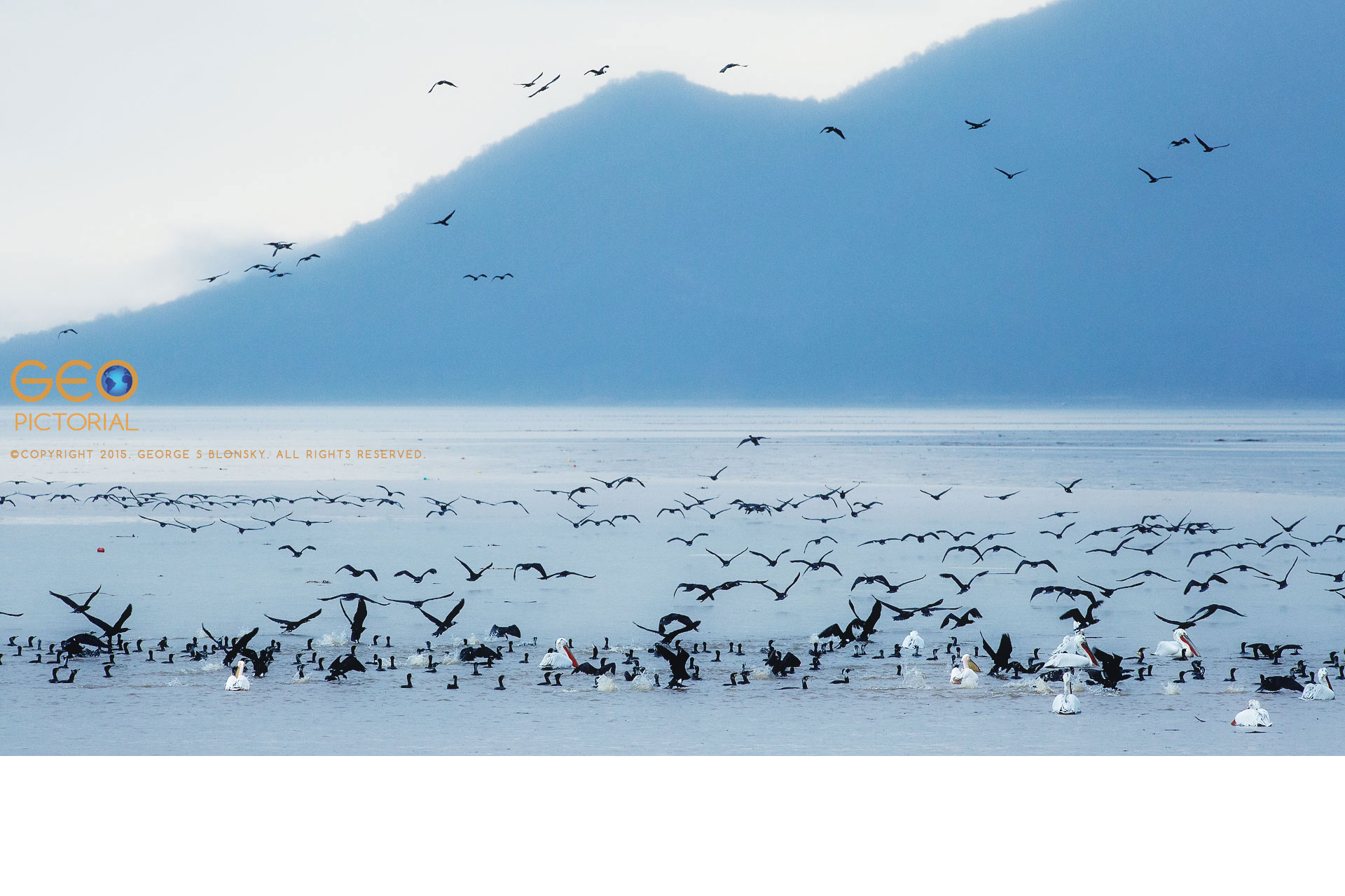Dalmatian Pelicans and Cormorants locate a school of fish