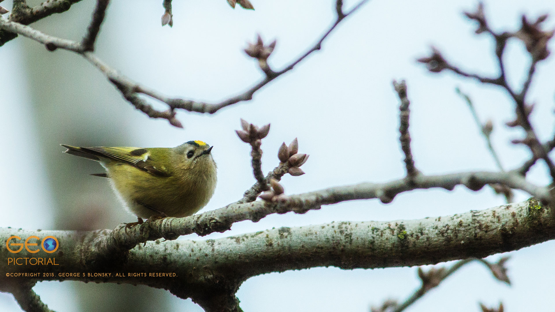 Goldcrest (Regulus regulus)