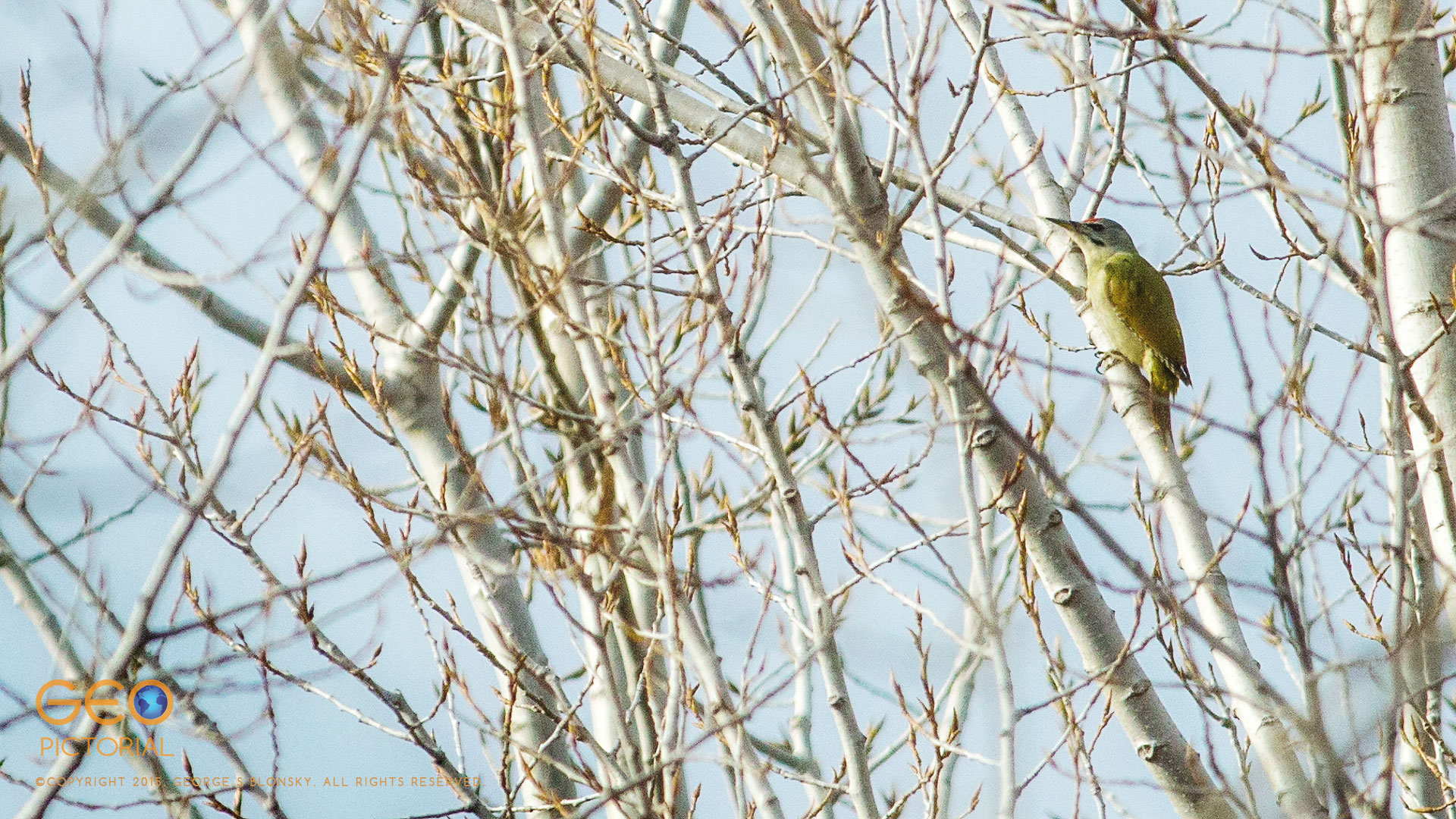 Grey-headed Woodpecker (Picus canus)