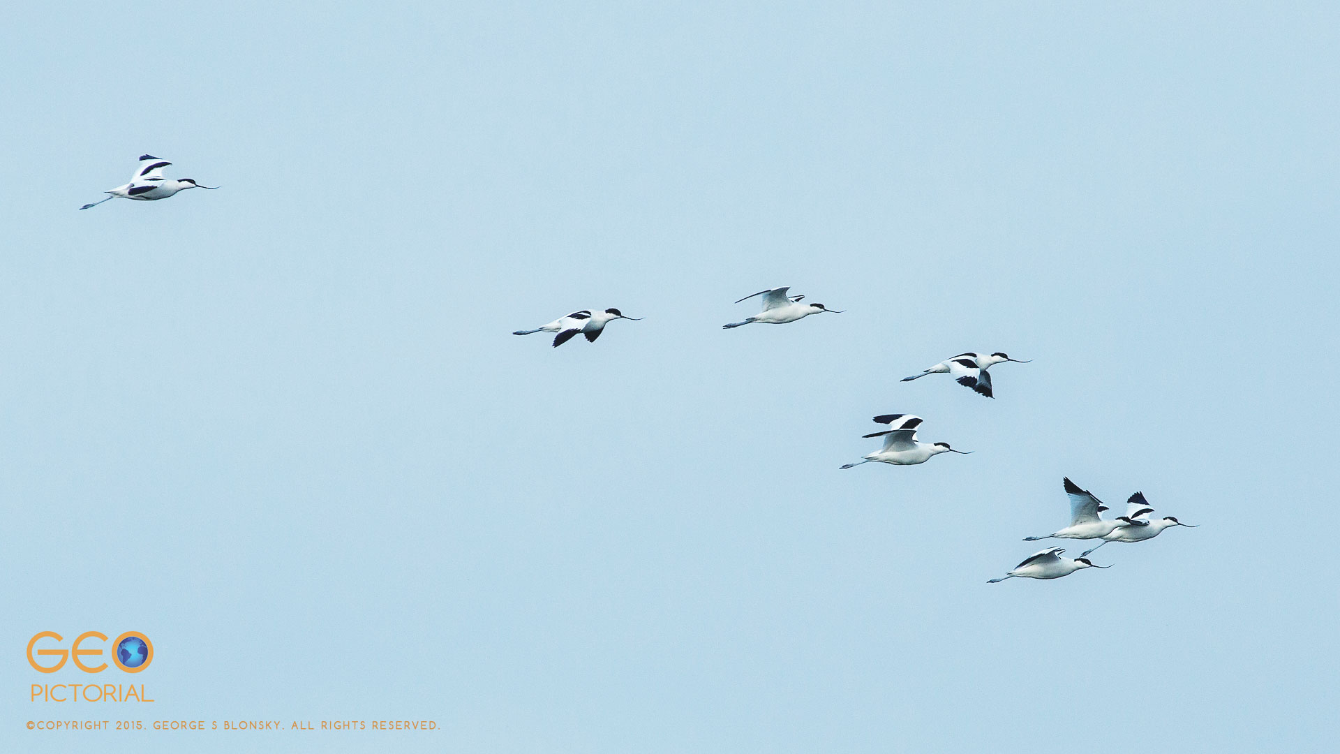 Avocets (Recurvirostra avosetta) in flight