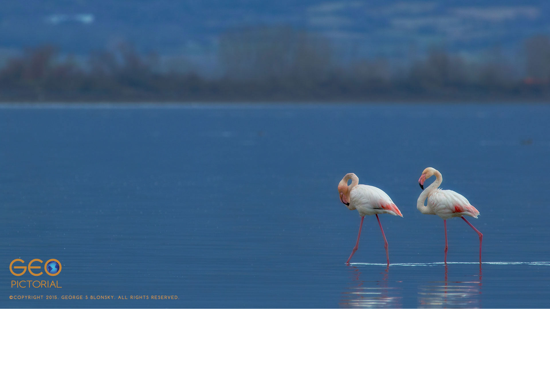Greater Flamingos (Phoenicopterus roseus)