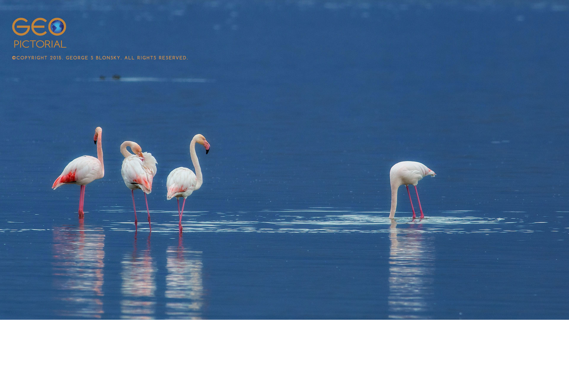 Greater Flamingos (Phoenicopterus roseus)