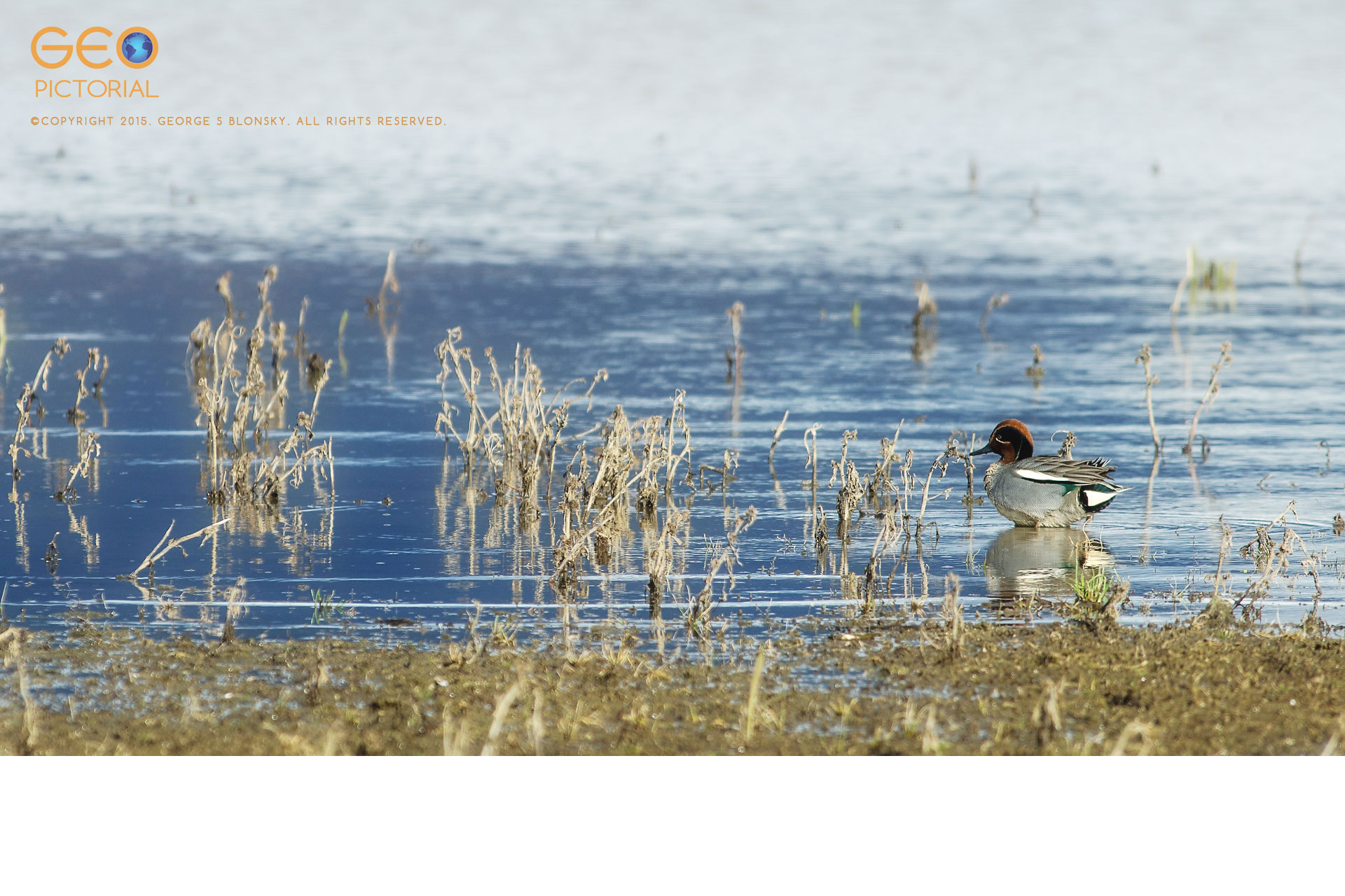 Eurasian Teal (Anas crecca)