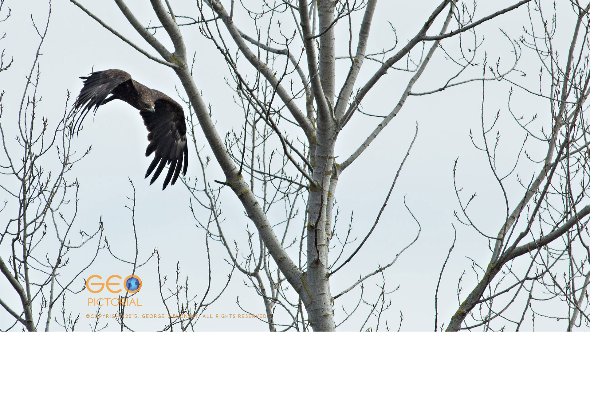 Greater Spotted Eagle
