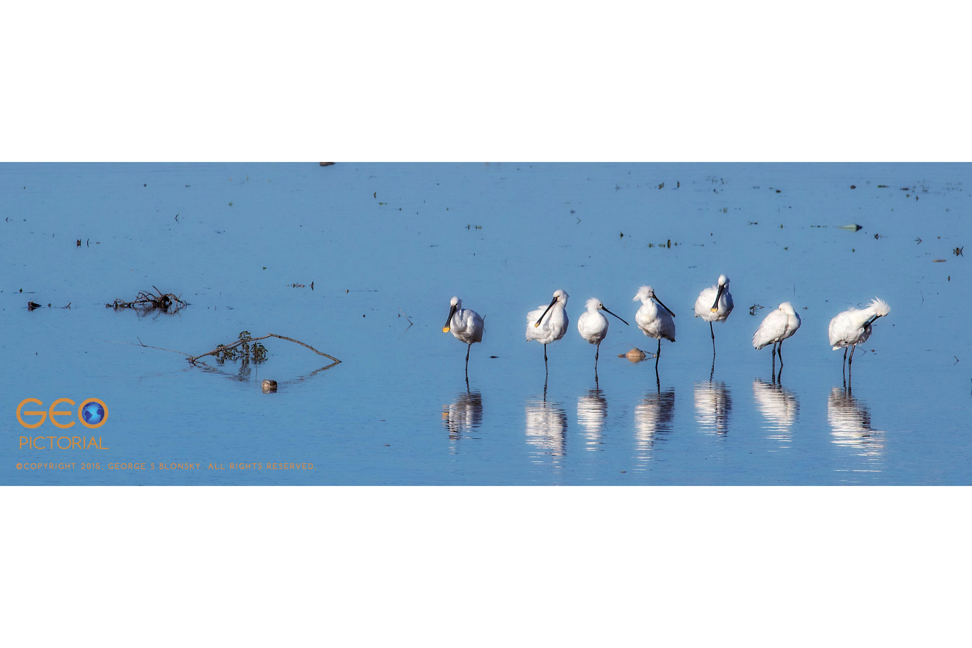 Eurasian Spoonbills (Platalea leucorodia)