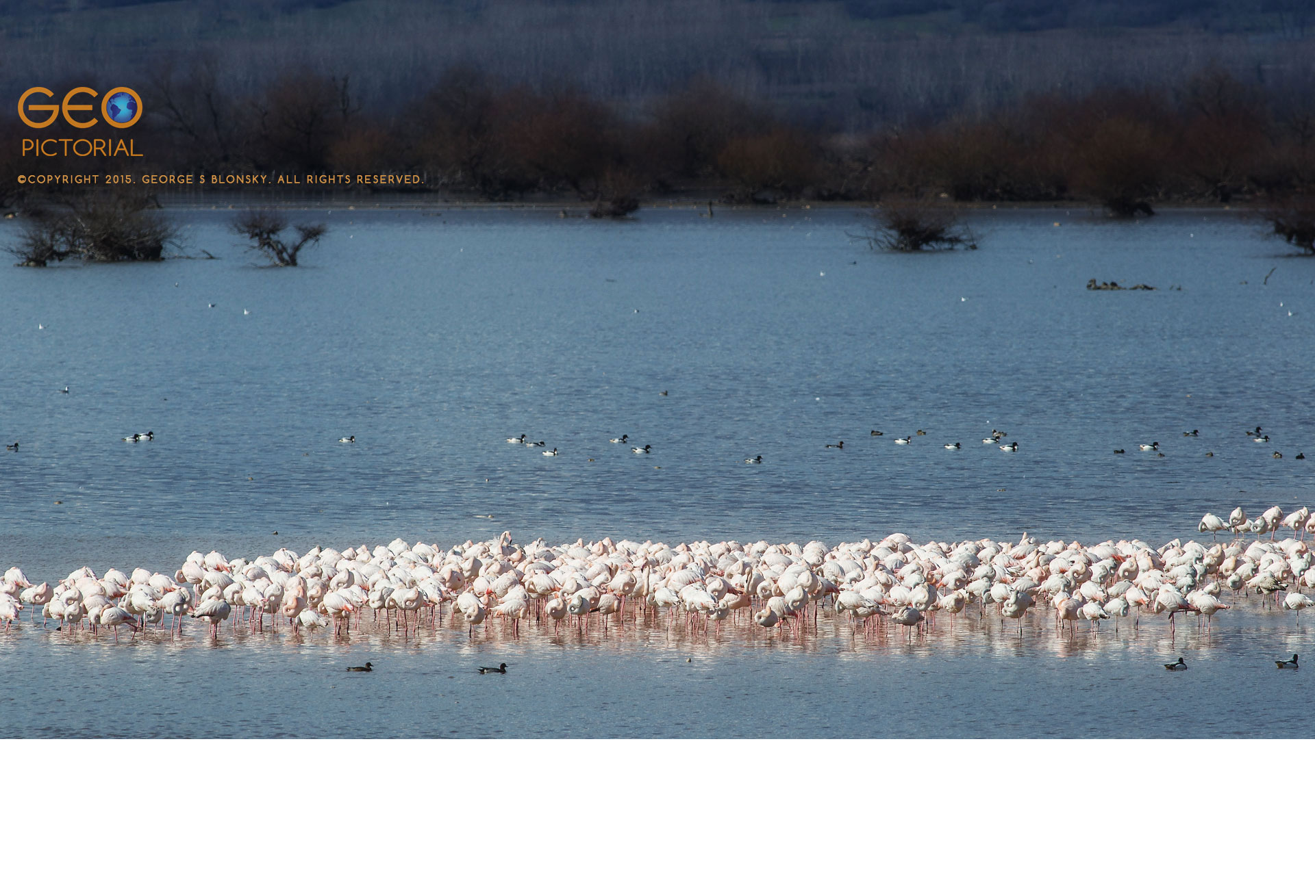 Greater Flamingos (Phoenicopterus roseus)