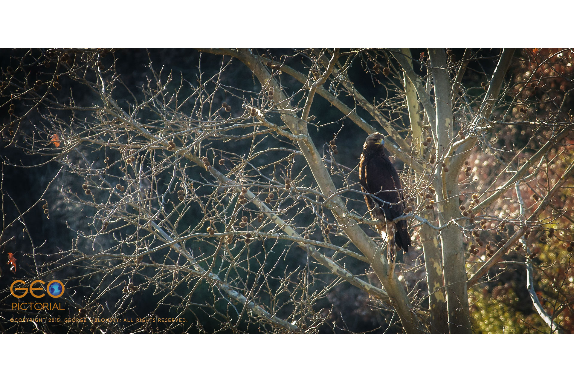 Juvenile (1st Winter) Golden Eagle