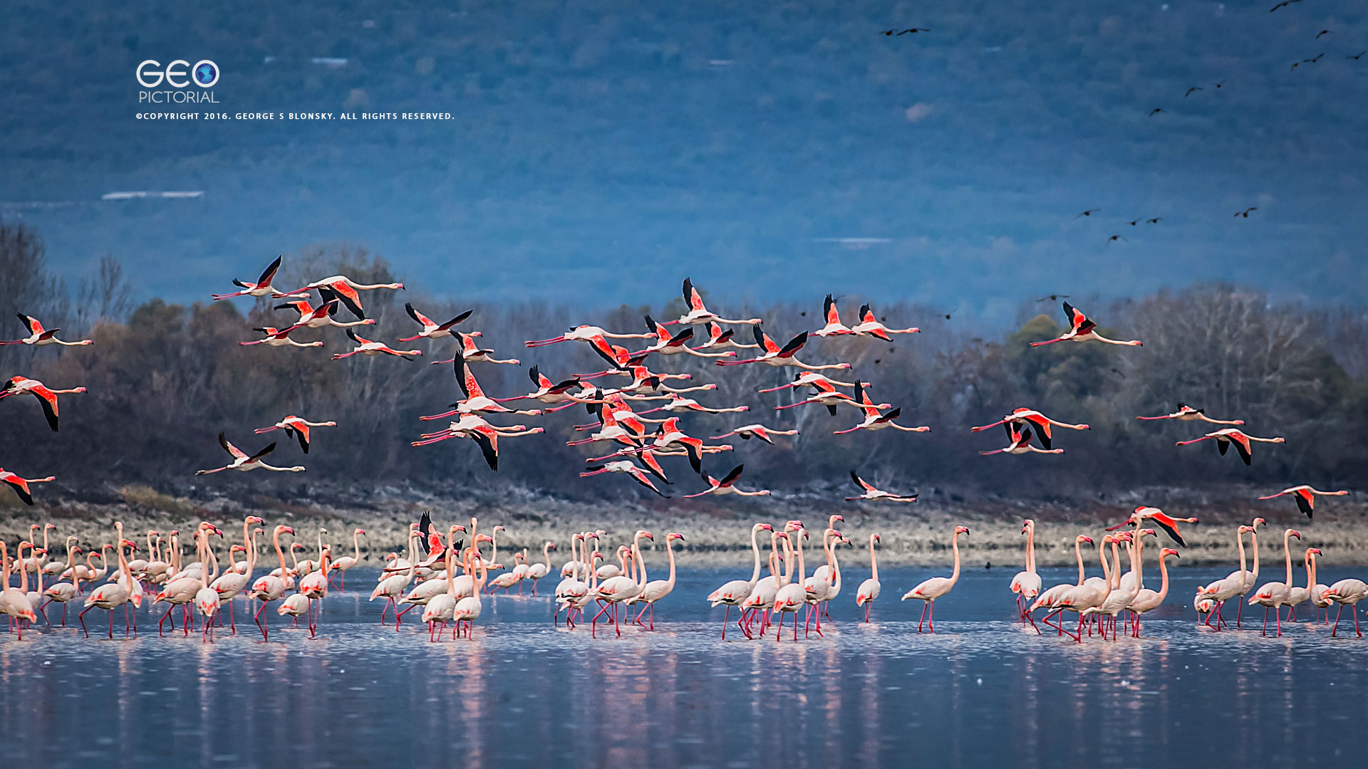 FLAMINGOS AT DAWN photographed during our5 day WINTER wildlife & bird photography workshop at Lake Kerkini
