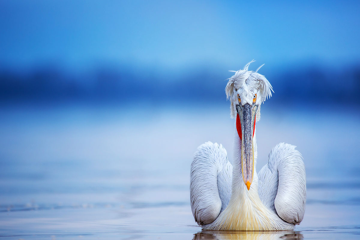 Pelican2380.jpg