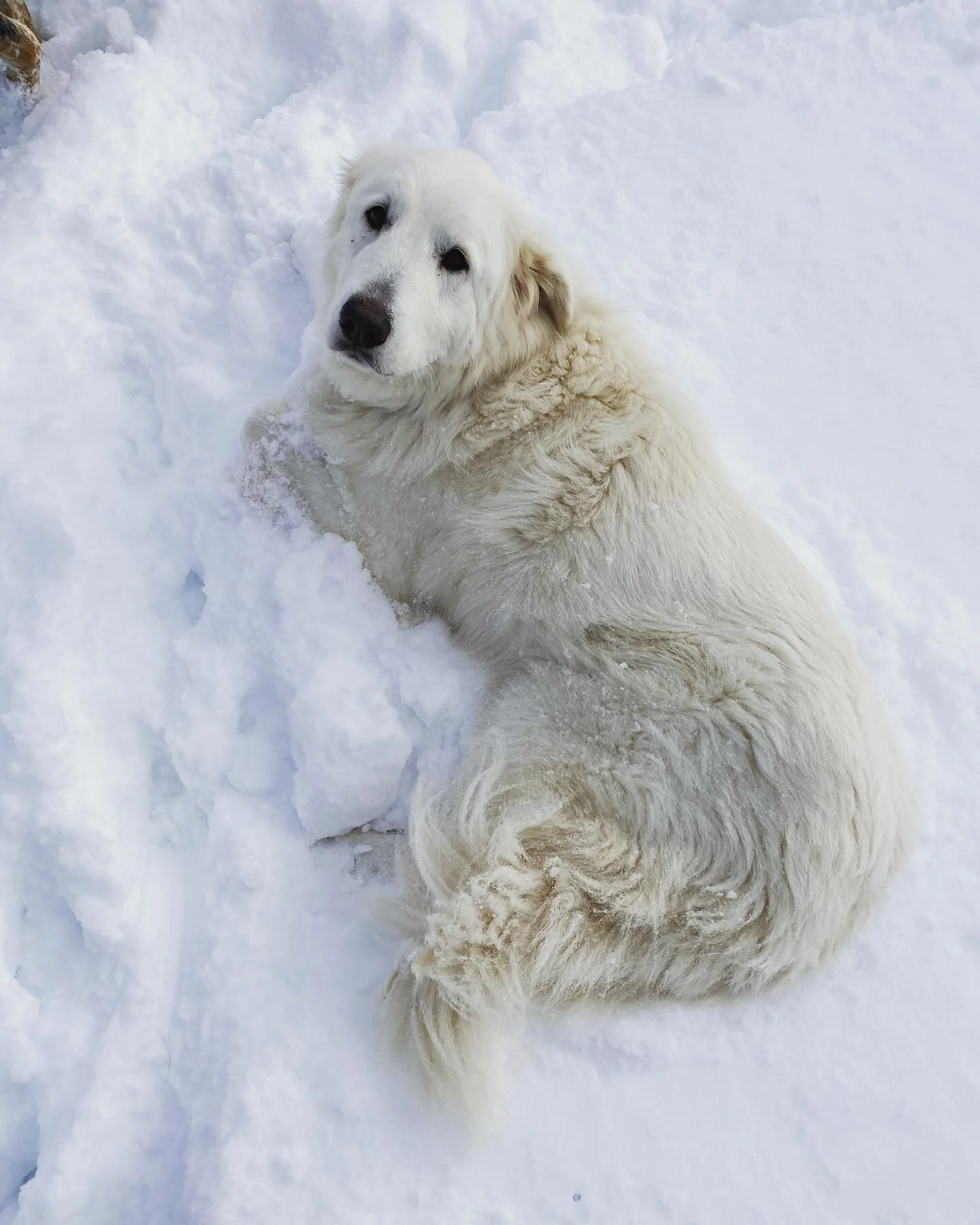 Rey. She loves this weather. And when I&rsquo;m out doing morning chores with her it&rsquo;s hard for me to disagree. The two puppies (at 2 years old they are not really puppies) love her soo much! #farmdog #catskills #winter #farm #chores