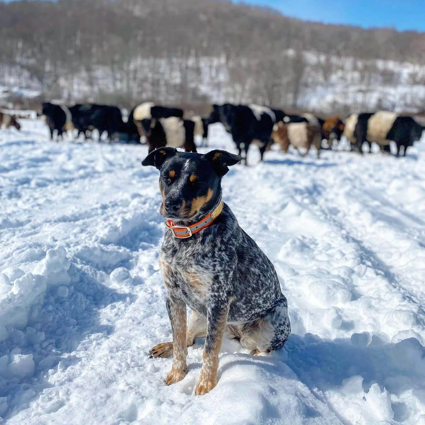 Rocket, the rescue Australian cattle dog, has begun to understand her purpose and place. She accompanies me in to check the cattle and watches over them. Can&rsquo;t wait to start our training! #cattledog #aussiesofinstagram #bluehealer #cowdog #belties