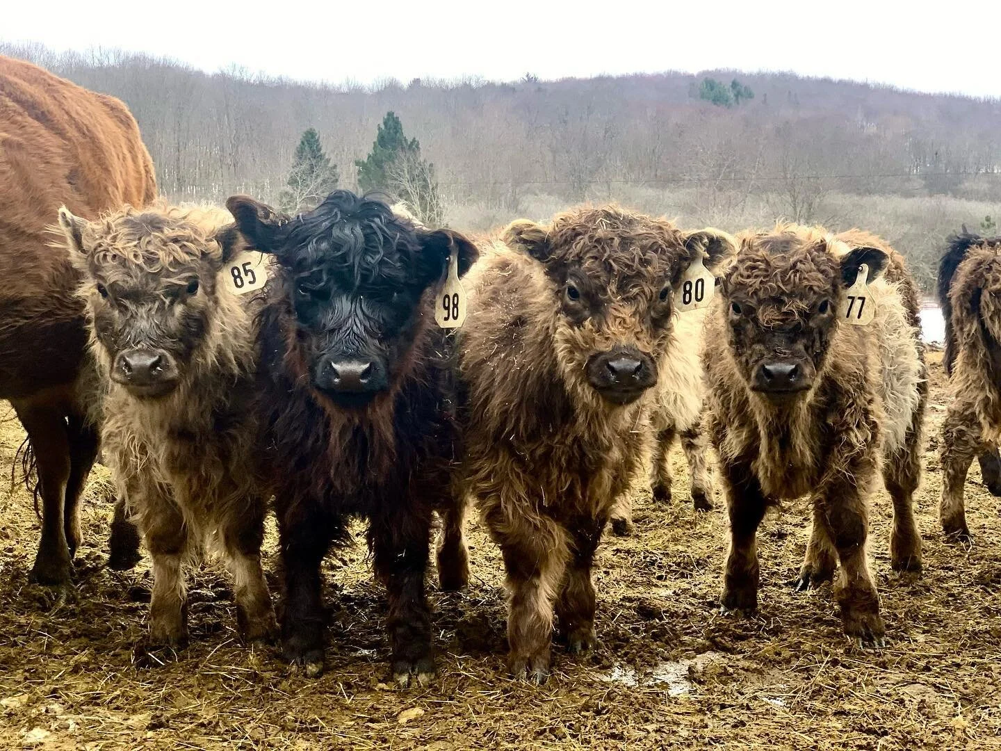 What are YOU lookin at? This gang of calves is wondering when they are going to see you at the farm this season. Also- Kids Summer workshops are up on our site! see link in bio. Reach out if you want to come stay for the week AND enroll your kids in a workshop. We have a special offer for you. #farmcamp #farmstay #cows #belties #grassfedbeef #regenerativeagriculture #summer2021