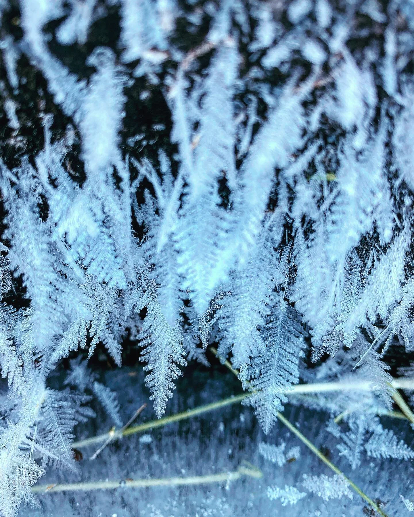 Don&rsquo;t miss the little things right in front of you! #littlethings #ice #farm #farmlife #winterfarming #getoutside #comestaywithus