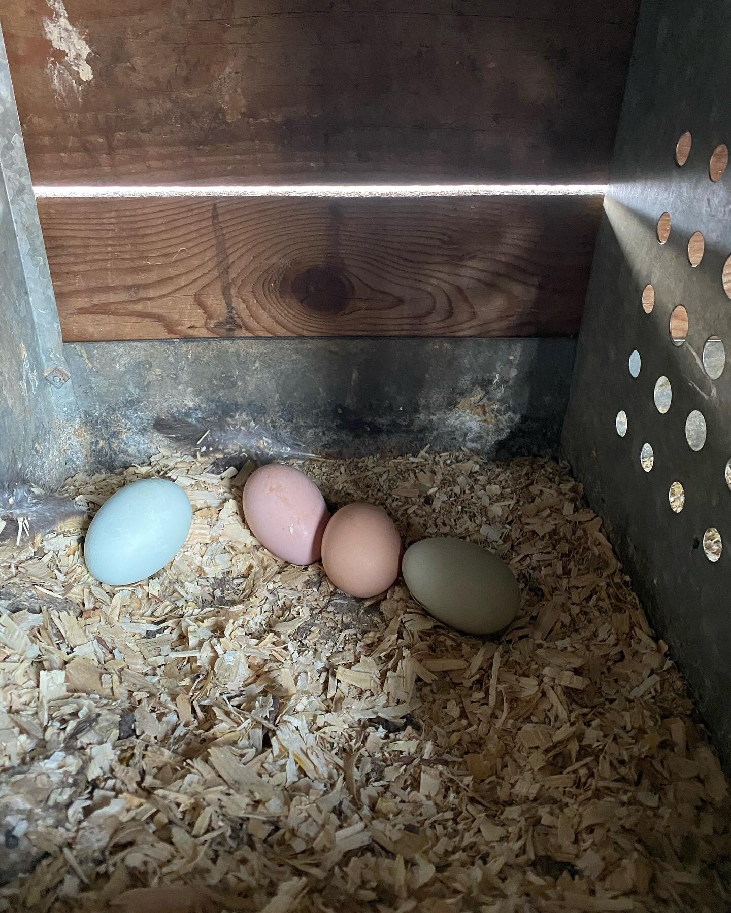 Eggs!! One of the signs of Spring. Our laying hens almost stop laying eggs in January and February. It&rsquo;s cold and the days are short. Their bodies know that it is NOT a good time to raise a chick. But now, the days are lengthening. The sun&rsquo;s warmth melts the winter snow and ice. The chickens begin to lay eggs - never more than one a day - but many each week. They will increase the amount they lay per week till the end of June. And then the days begin to shorten as we head towards Fall. Eating seasonally means lots of eggs this time of year! #springiscoming #summer2021 #farm #eggs #farmstays #land #getoutside