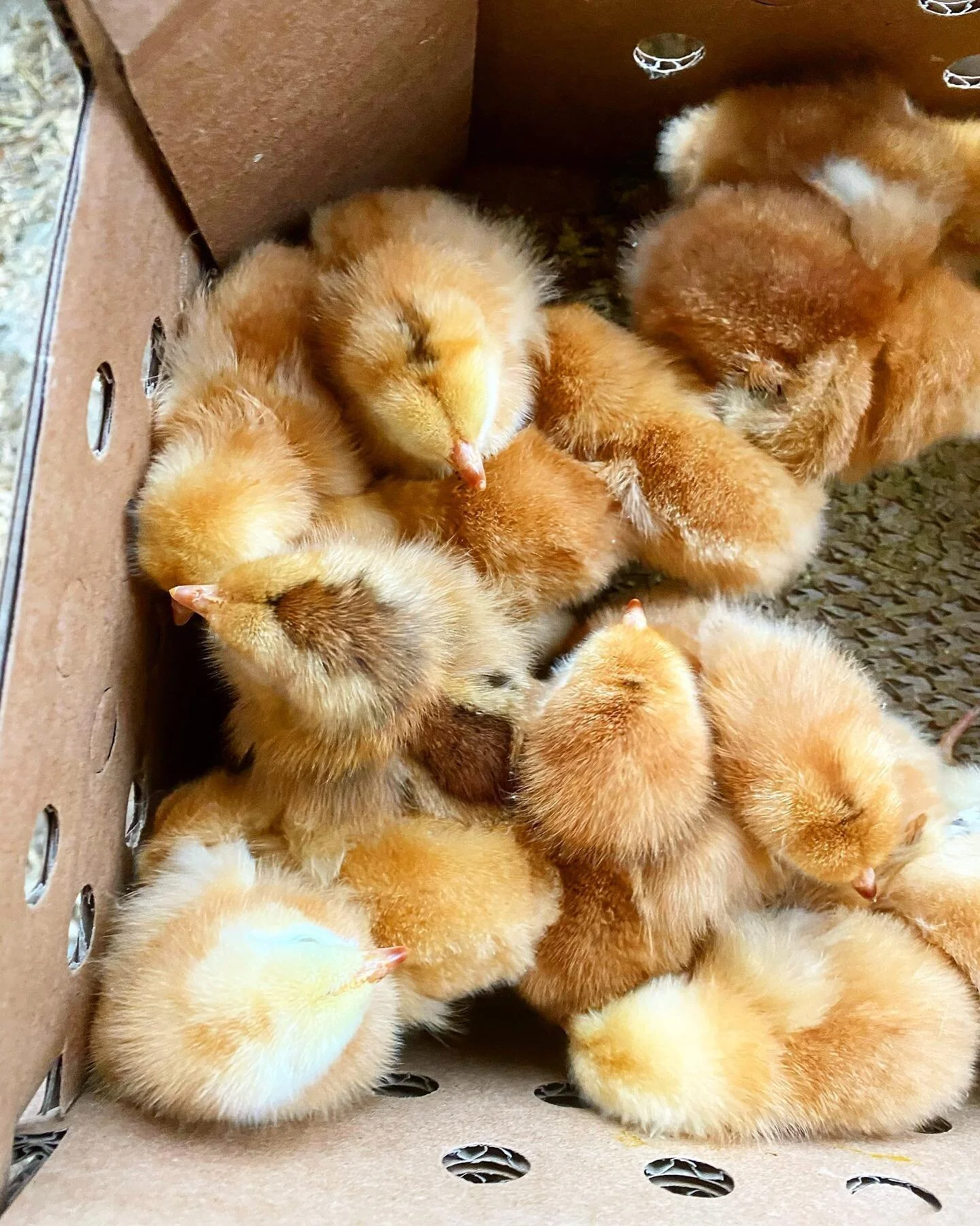 It&rsquo;s that time of year! These beautiful chicks will be in the brooder for the next month. Then out onto the pasture they go! Follow along and share with your friends as they grow! #chickens #pastureraised #grass #getoutside #eatrealfood #buylocal #farmstay