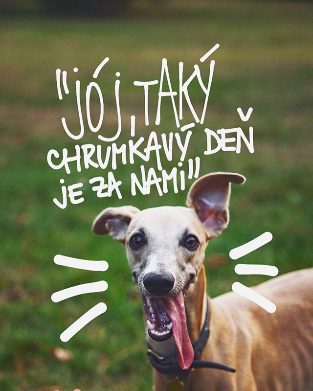 A čo ty? Ak&yacute; si mal deň ty kamo&scaron;ko?? Tiež si popri pr&aacute;ci vytiahol von p&aacute;nička a tro&scaron;ku ste sa v divočine zdržali🙌🏻💕🙈🐶 viac tak&yacute;ch dn&iacute;, BAF! #petfarmfamily #men&iacute;mesvetchlp&aacute;čov #nature