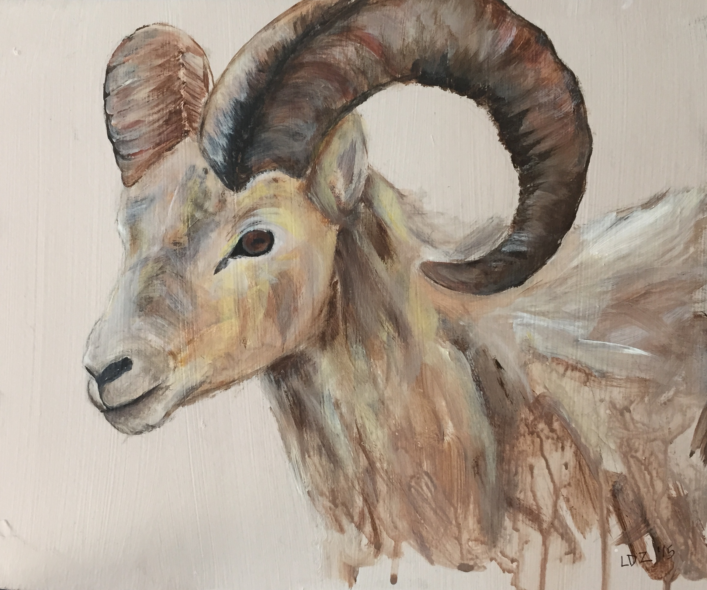 Ram 11 x 13