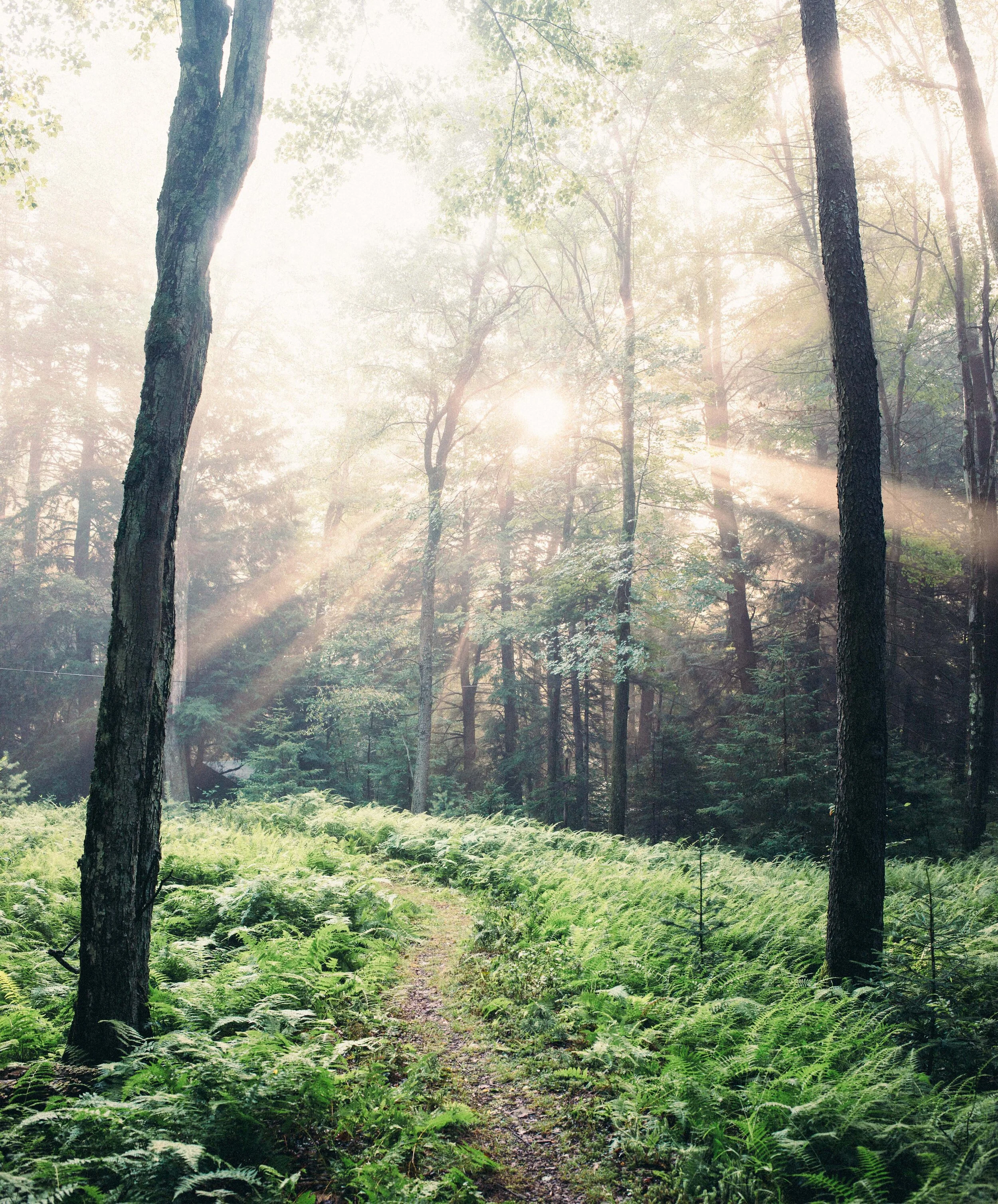 20160717-IMG_0838 grainy.jpeg