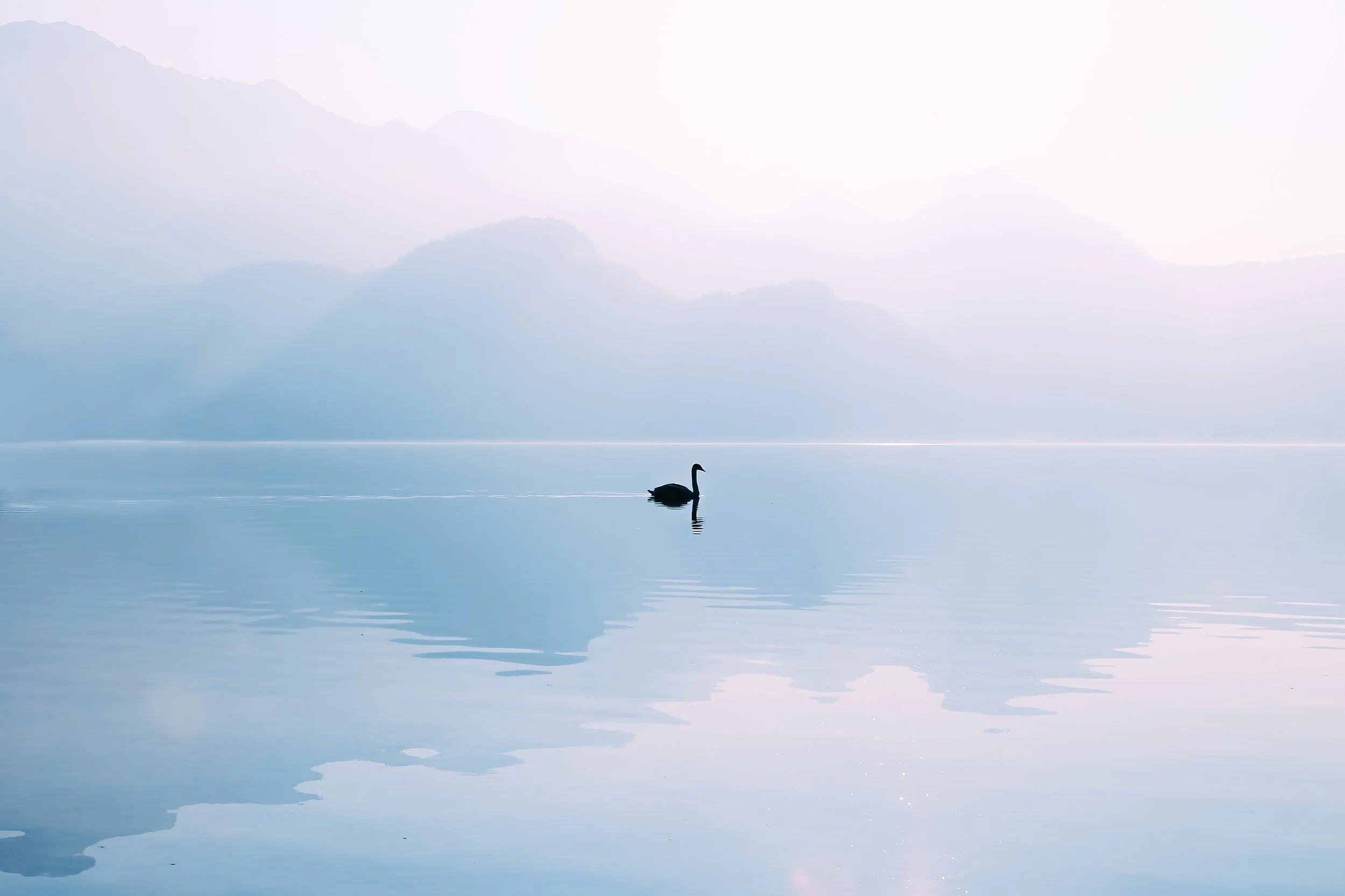 SWAN.jpeg