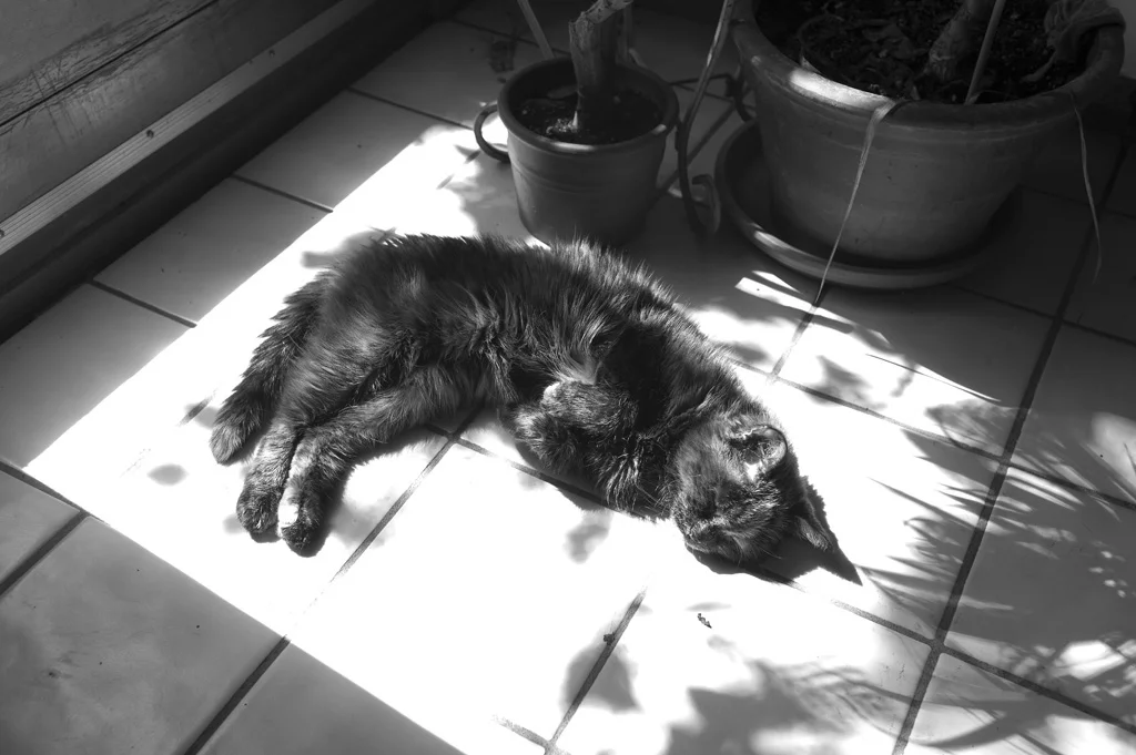 Cambridge, MA: T2 sleeping in front of he kitchen door