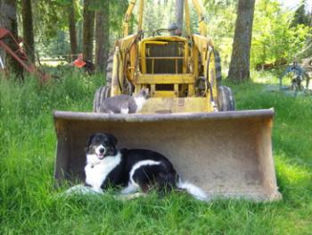 Jazz, Forest and the Tractor.jpg