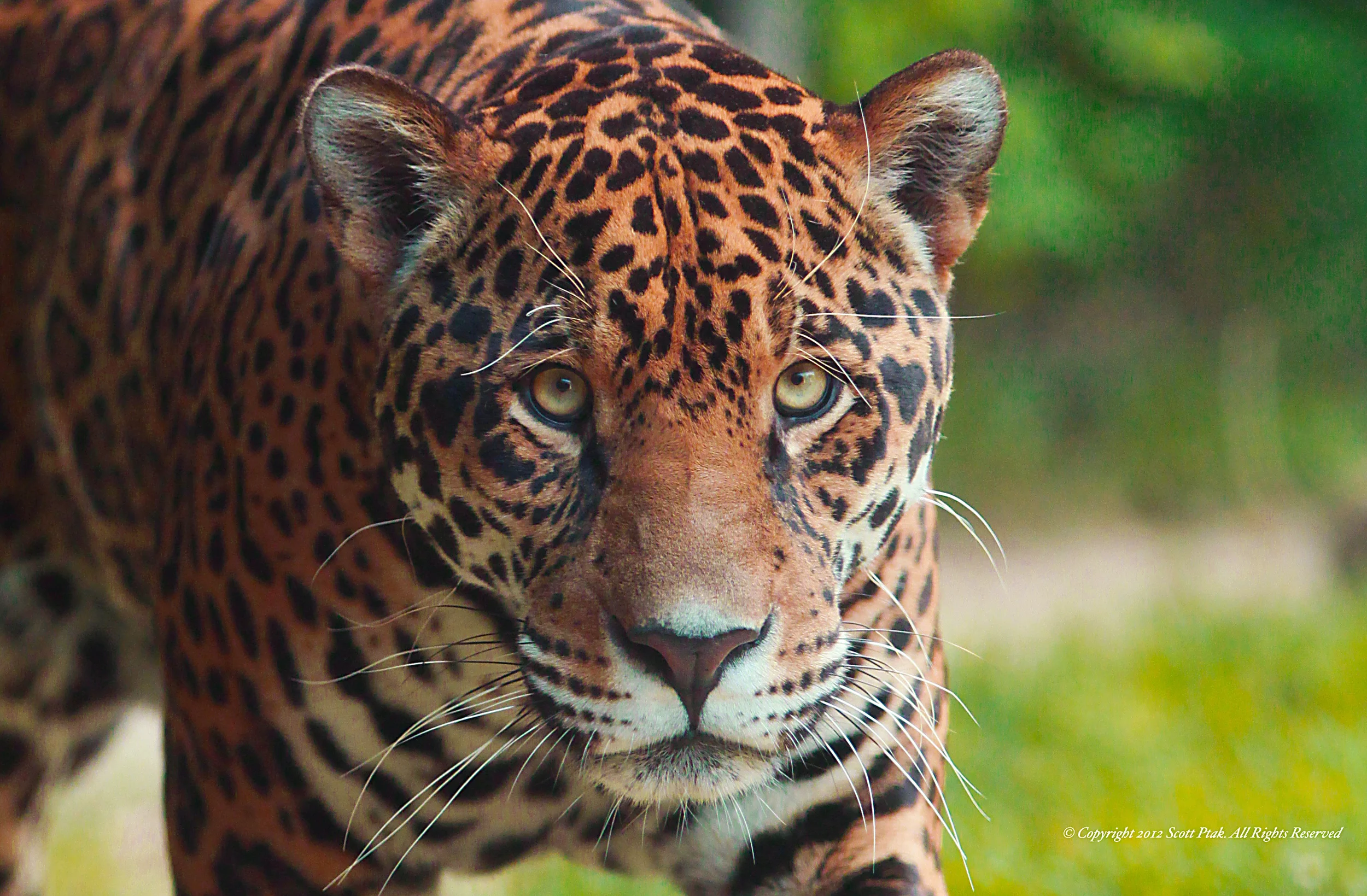 Jaguar 2 copy.jpg