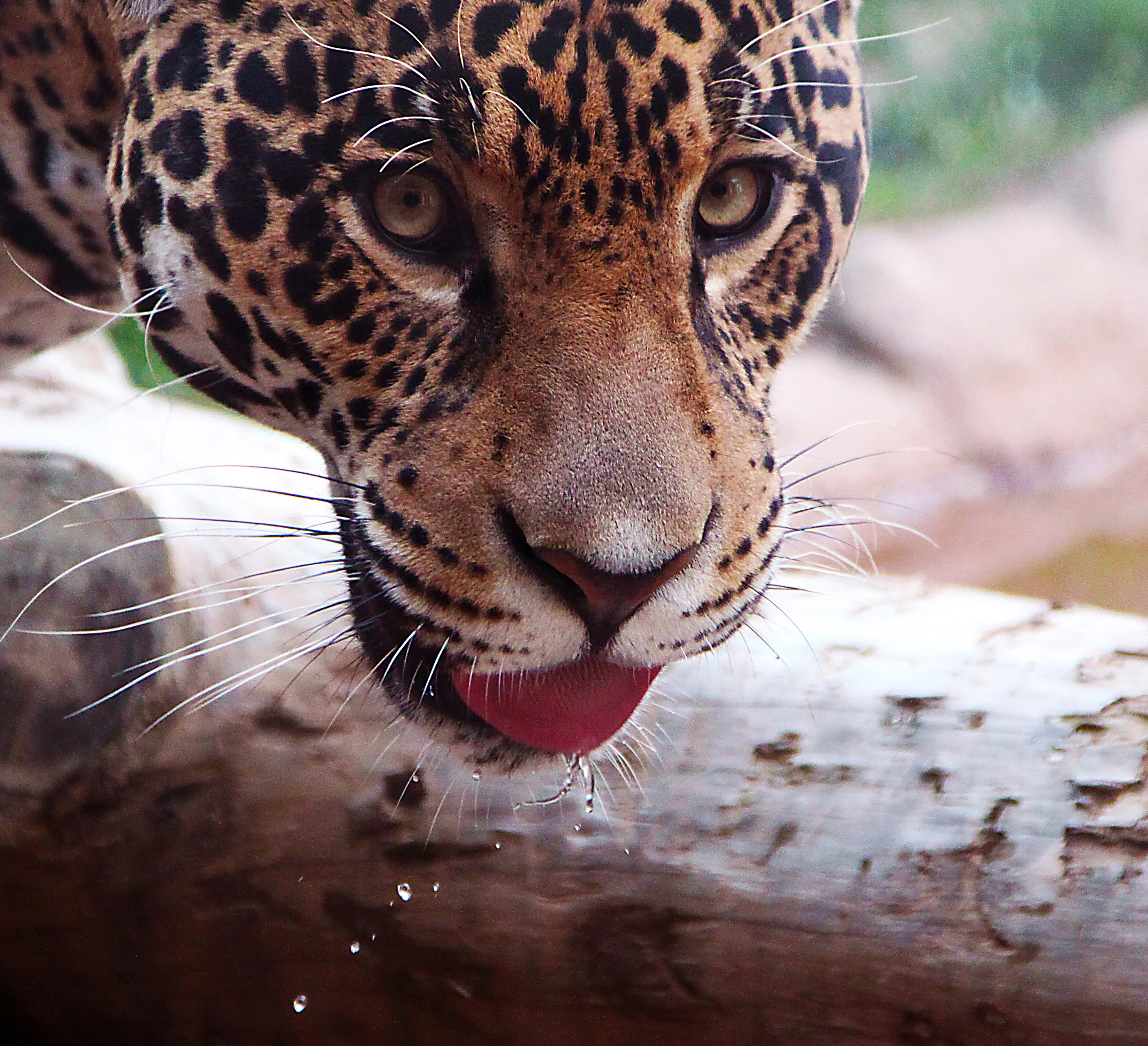 Jaguar Drinking 3.jpg