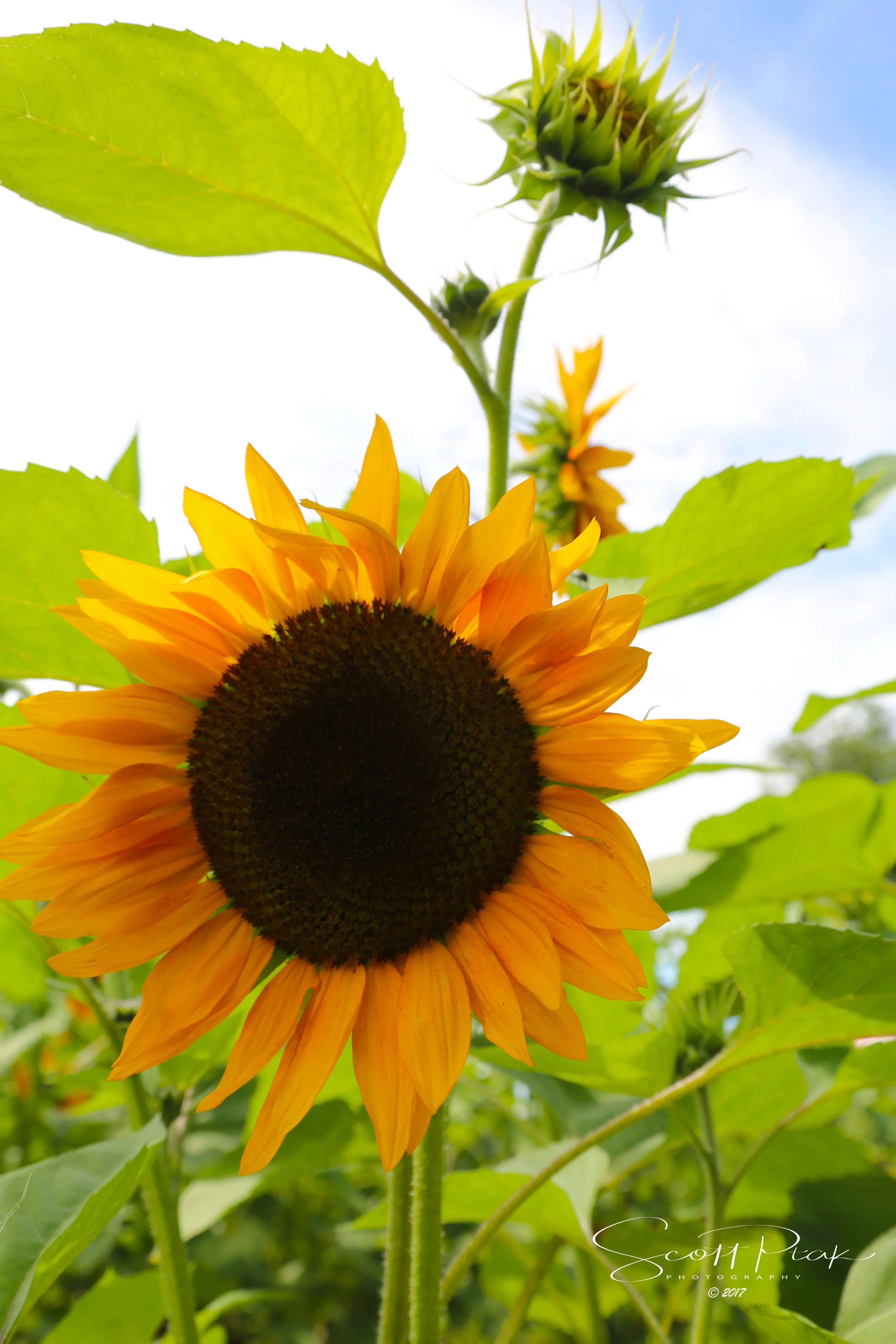 Sunflower.jpg