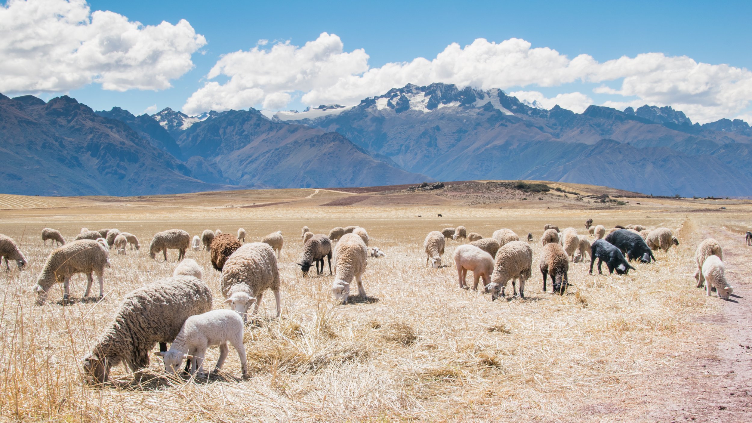 sheep.jpeg