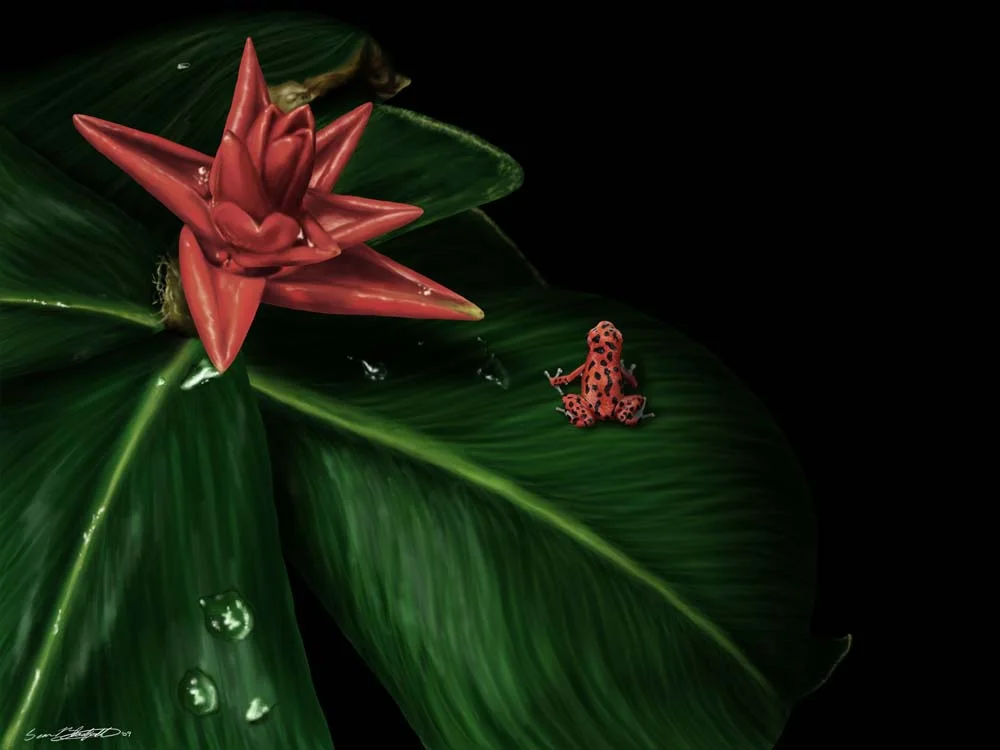 Poison Dart Frog on Flowering Plant