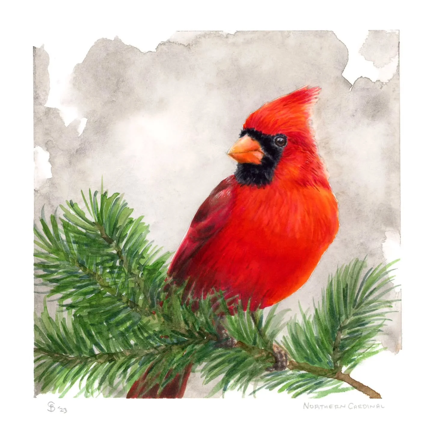 Birdtober 2024 Day Seven - Northern Cardinal

A bunch of older ones today. This male cardinal is my #1 selling print. Everybody loves cardinals for one reason or another. They really are beautiful birds, both the vibrant males and the understated fem