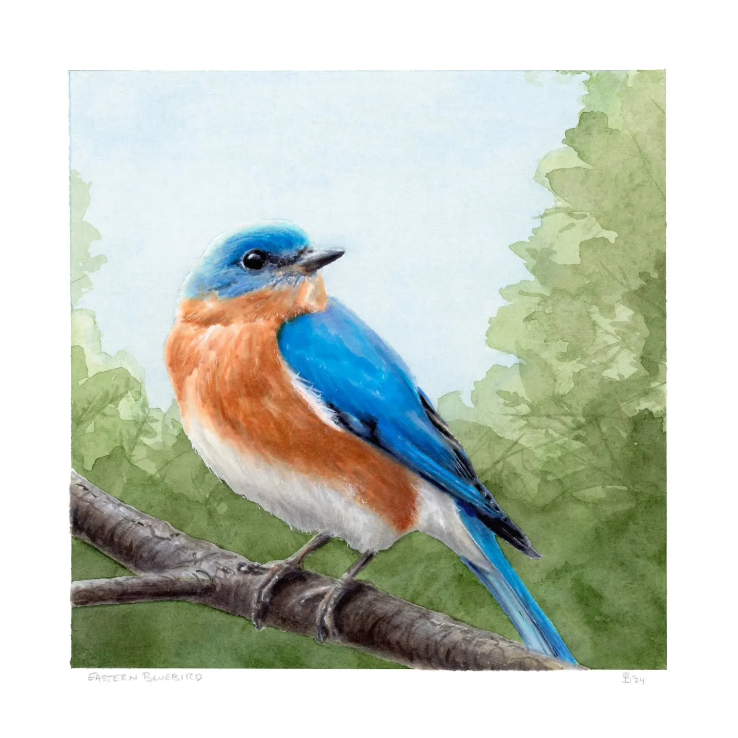 EASTERN BLUEBIRD
Sialia sialis

Eastern Bluebirds are one of the most iconic warm weather birds. They're actually here year-round in Virginia, but their vibrant blue really pops in the spring and summer. They're one of 3 bluebird species we have in t