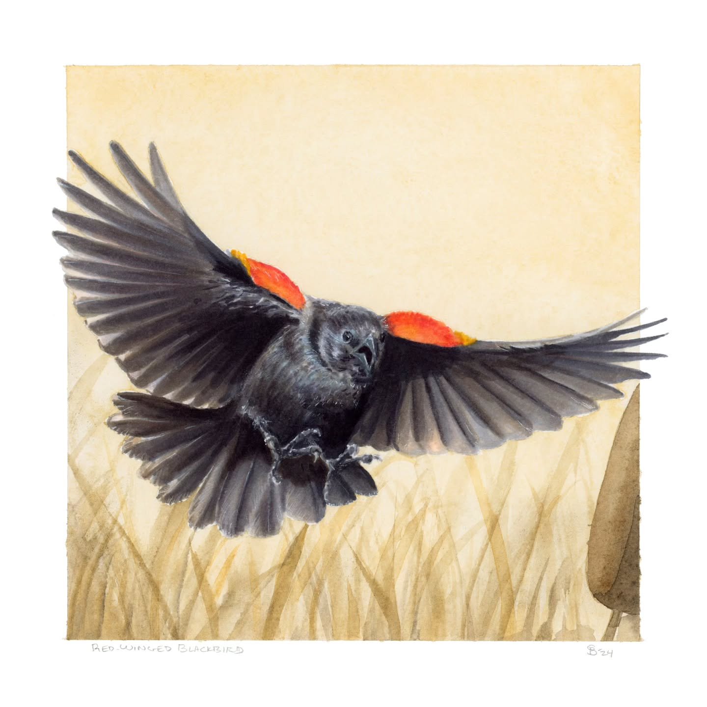 RED-WINGED BLACKBIRD

My spark bird. My brand logo. And I'm just now getting around to drawing one lol. These boisterous birds are one of the most numerous in North America. Listen out for them anytime you're near a shallow body of water or cattails 