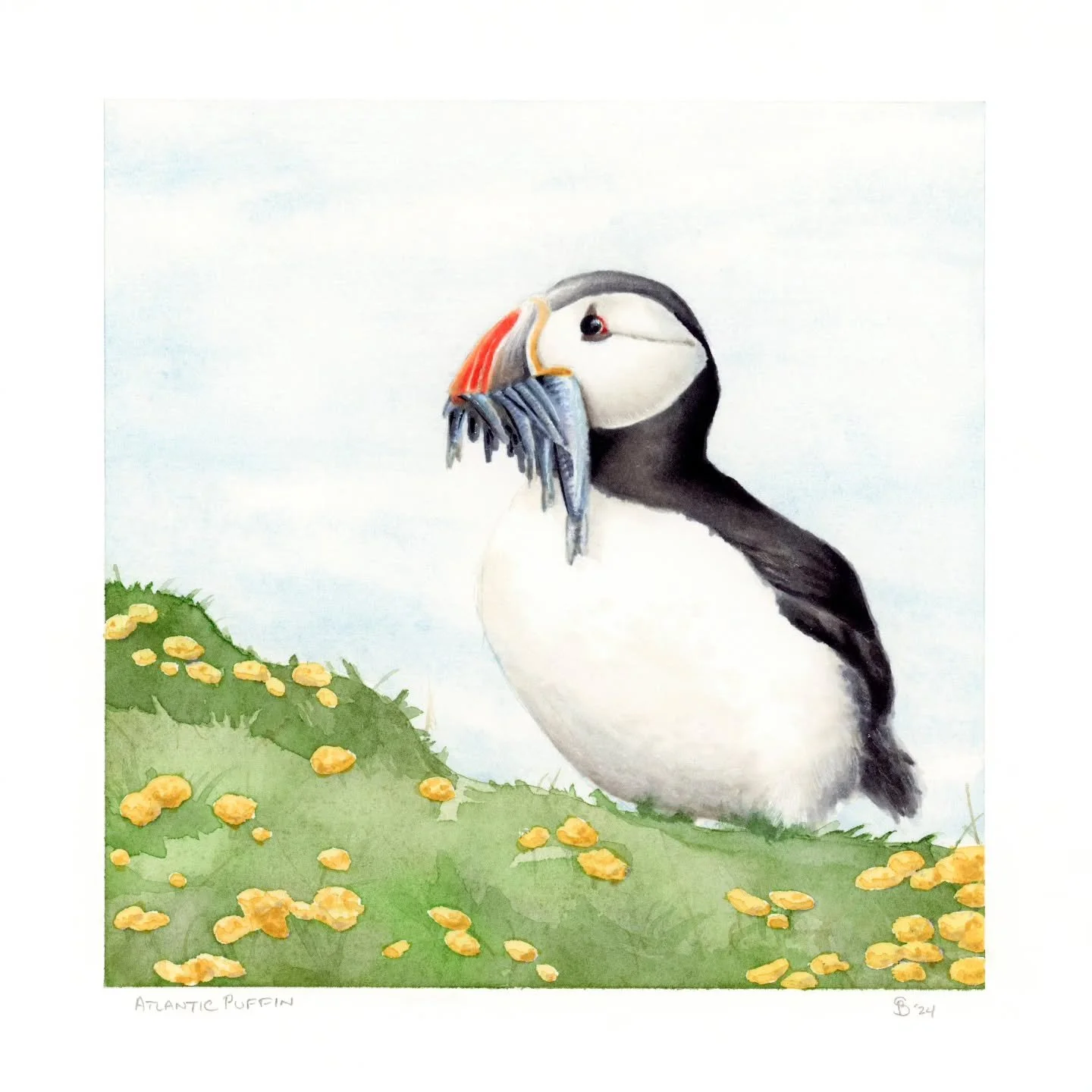 ATLANTIC PUFFIN

The Atlantic Puffin was the 300th species of birds I've ever seen in the wild. My wife and I made a point to see them when we visited in 2022 and that experience became one of our favorite moments we've ever had. If you're ever there