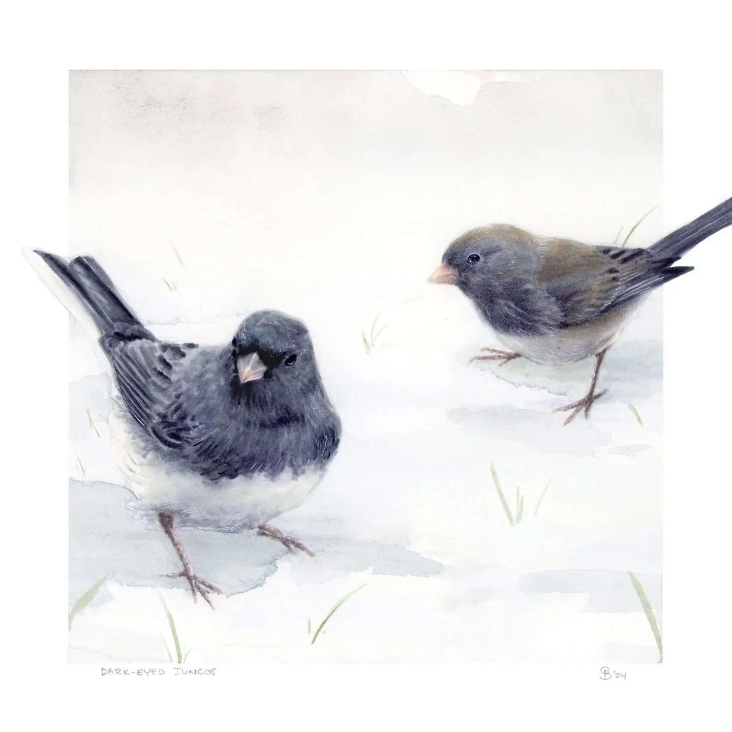DARK-EYED JUNCOS (slate-colored subspecies)

Dark-Eyed Juncos are possibly my favorite winter visitor. They're adorable little slate grey birds that spend most of their time on the ground searching for food. You should be able to spot them easily, bu