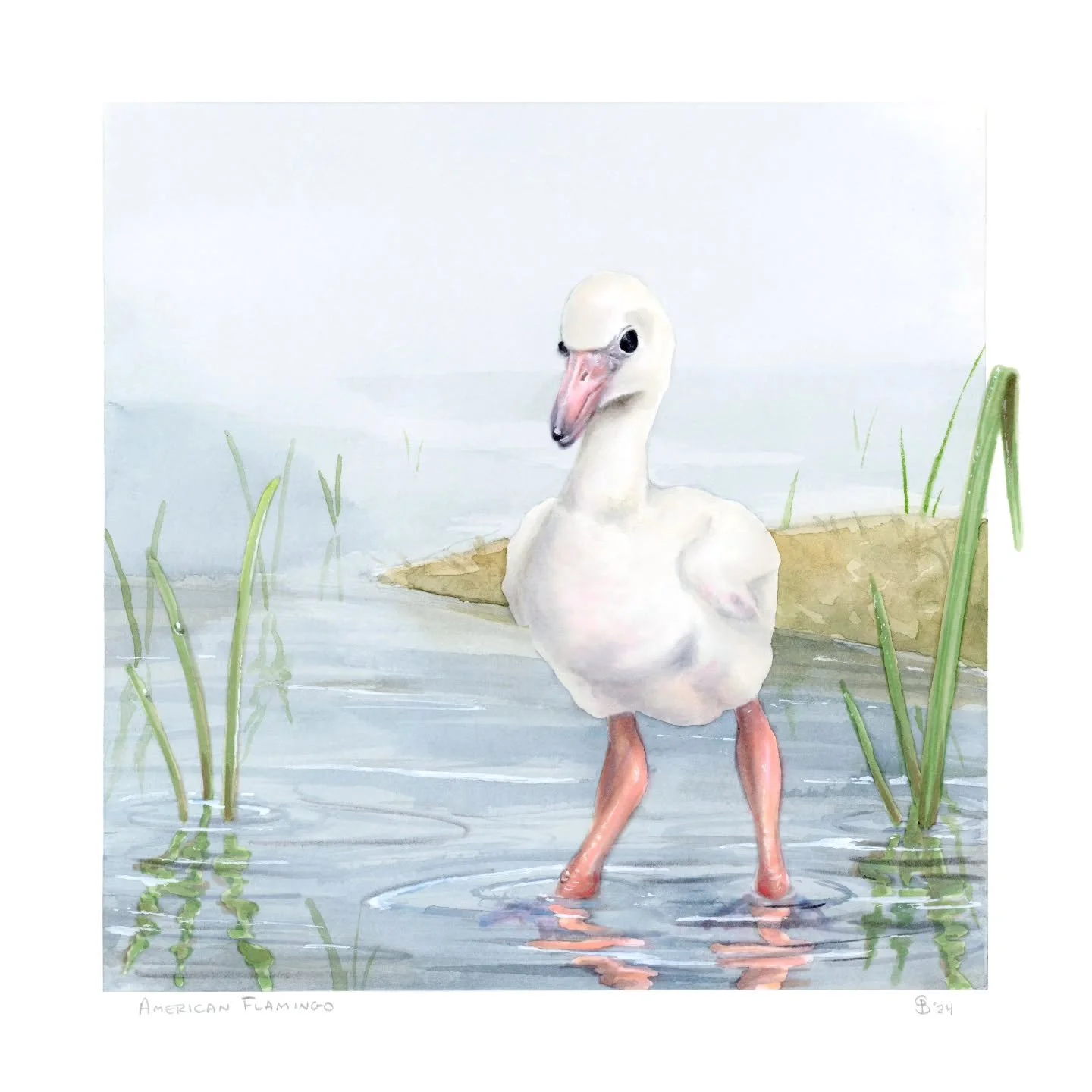 AMERICAN FLAMINGO (baby)

Now that Christmas has passed, I can safely post the baby Flamingo I did as a commission for some family. Like many birds, baby flamingos initially grow downy feathers before molting into their adult ones. Flamingos also are