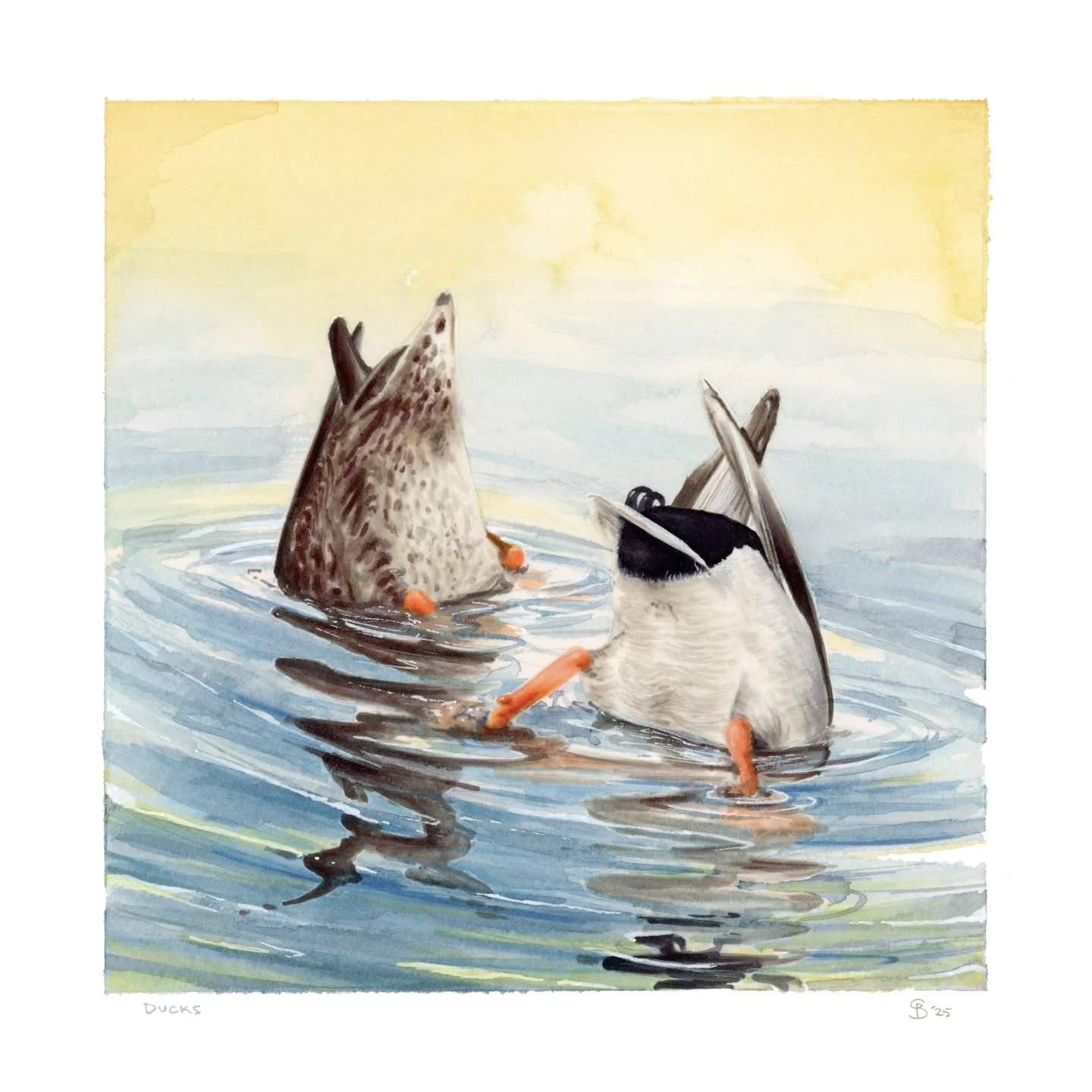 DUCK BUTTS

At long last the butts return with the third installment in the waterfowl butt series. This time it's a twofer: double mallard butts high in the sky. There isn't much more to say other than I hope you enjoy. I think we could all use a bit