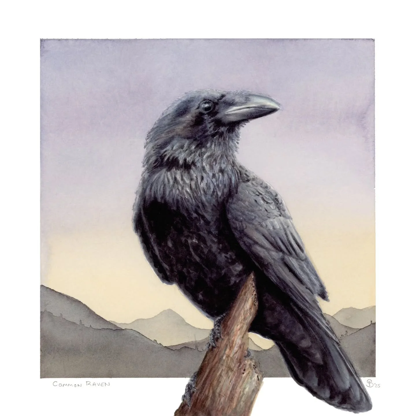 COMMON RAVEN

I really like ravens. We have them in Virginia but they're fairly uncommon and are way outnumbered by our two species of crows. I'm always enamored every time I visit out west by the huge populations out there. Ravens just... everywhere