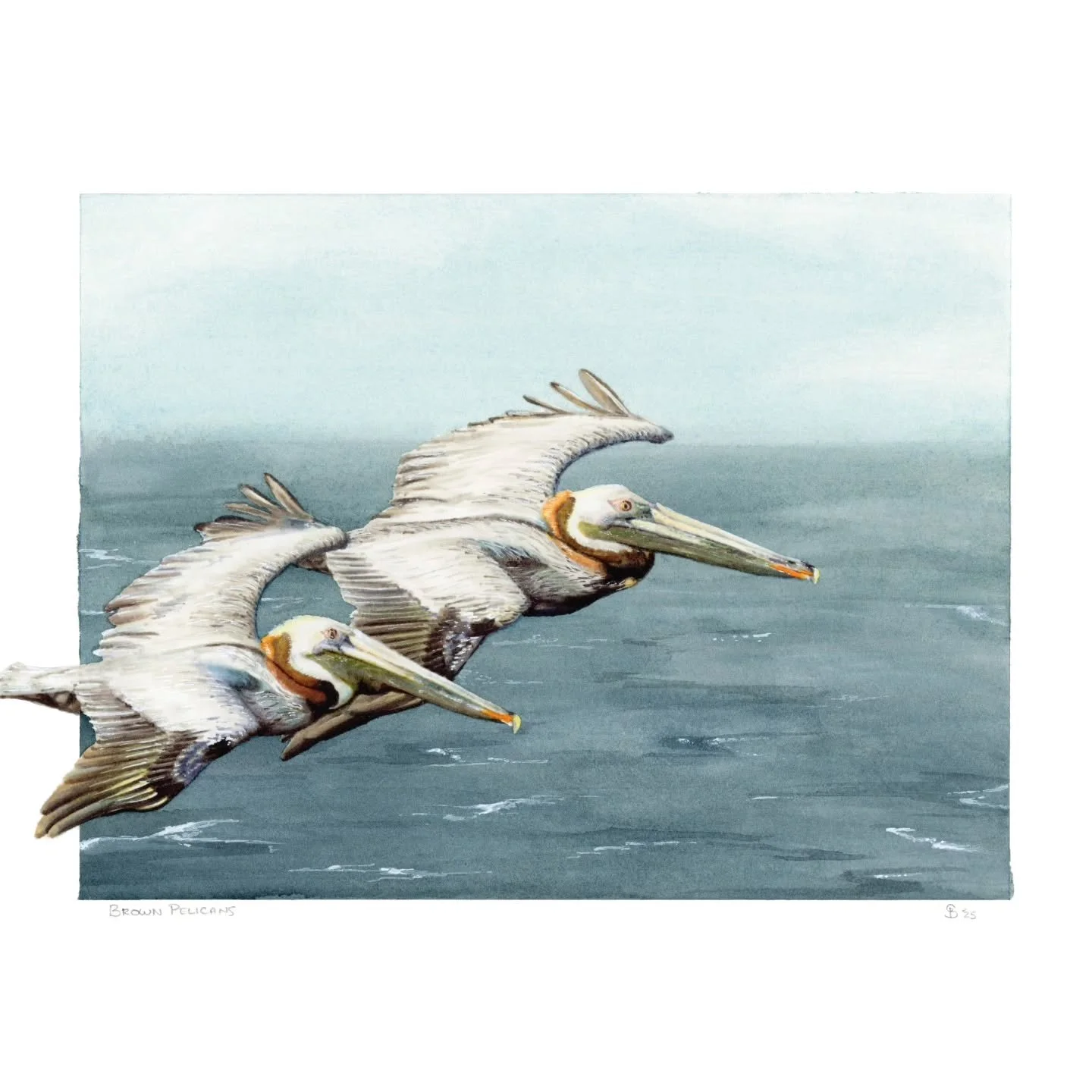 BROWN PELICANS

Brown Pelicans are fairly ubiquitous birds on both of North America's coasts. They're huge and hard to miss, especially when they're flying in large linear groups as they often do. When I think of modern day dinosaurs, these are one o