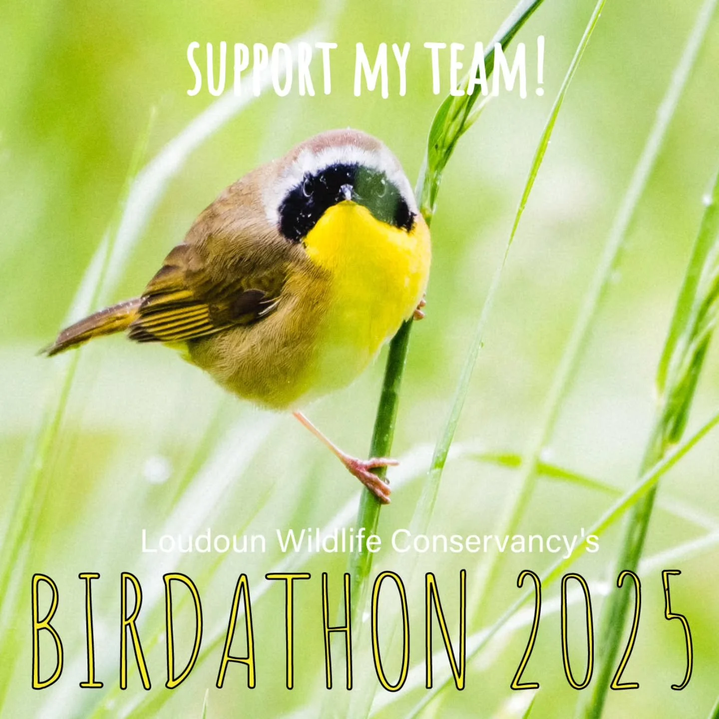 Hey everybody, Porter (@porter_blackford ) and myself, along with our friend Danielle (@indybrowncoat ), are participating in this year's Loudoun Wildlife Conservancy Birdathon (@loudounwildlife ). The goal is to do as much birding as we can in 24 ho