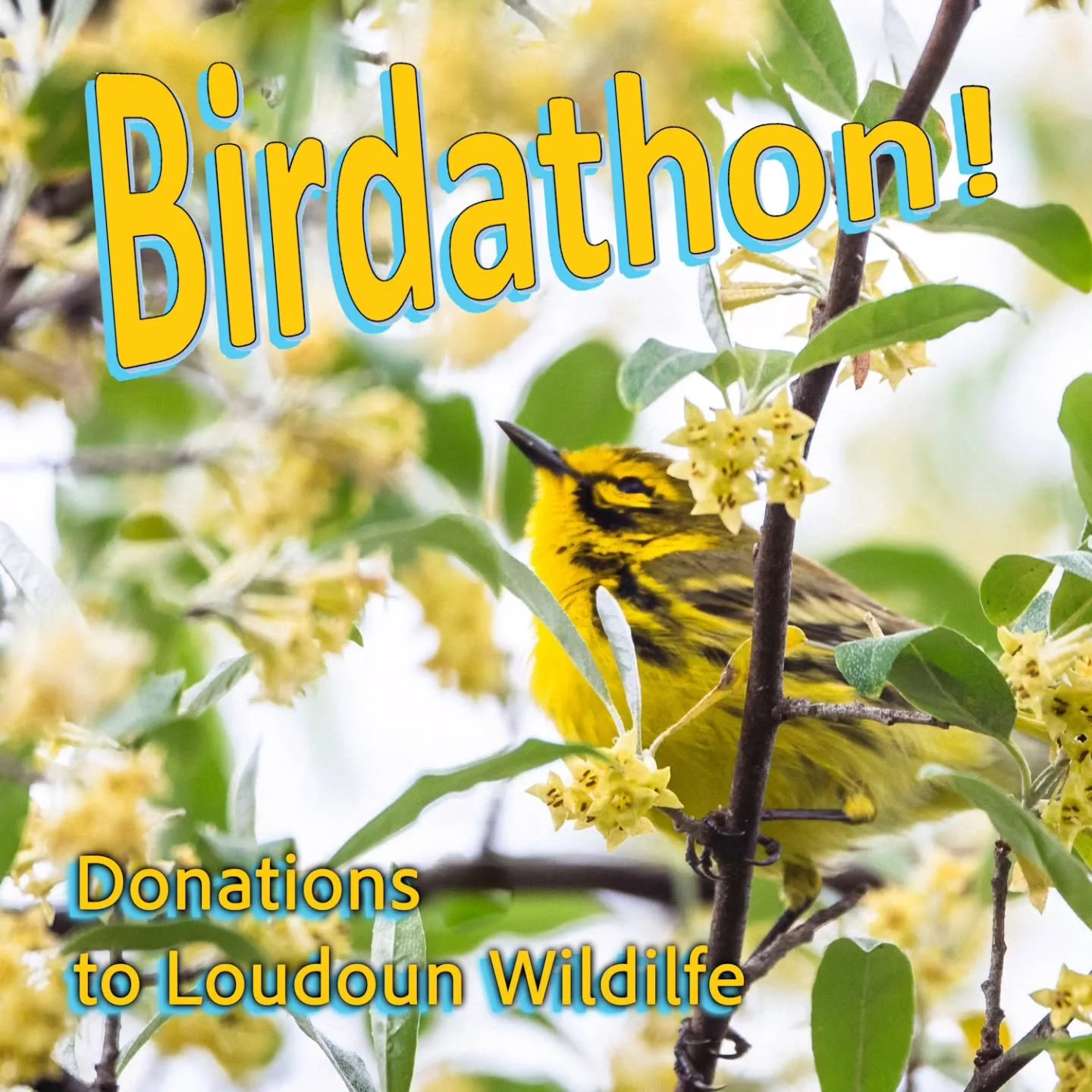 The Birdathon is TOMORROW!
This is your last call to help out a good cause and donate to our Birdathon team. Porter and myself, along with our friends Danielle and Rachel, are going to go birding as hard as we can over a 24 hour period to benefit the