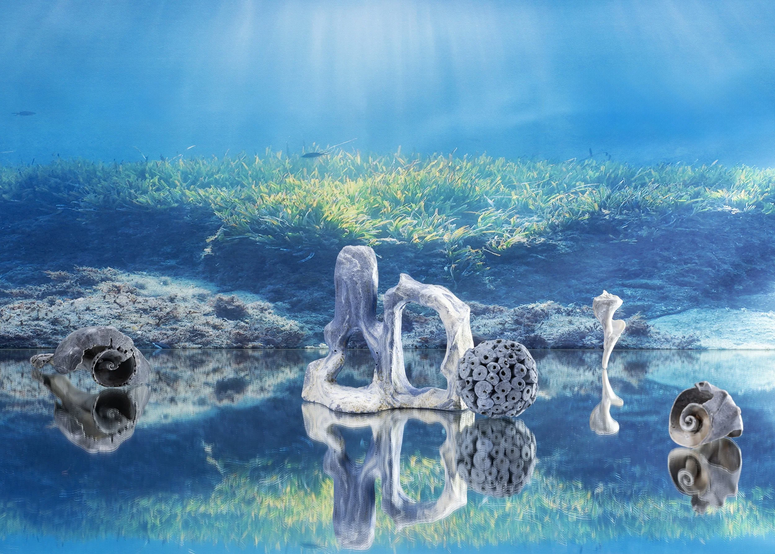 BlueshellFishBarnStillLife1.jpg
