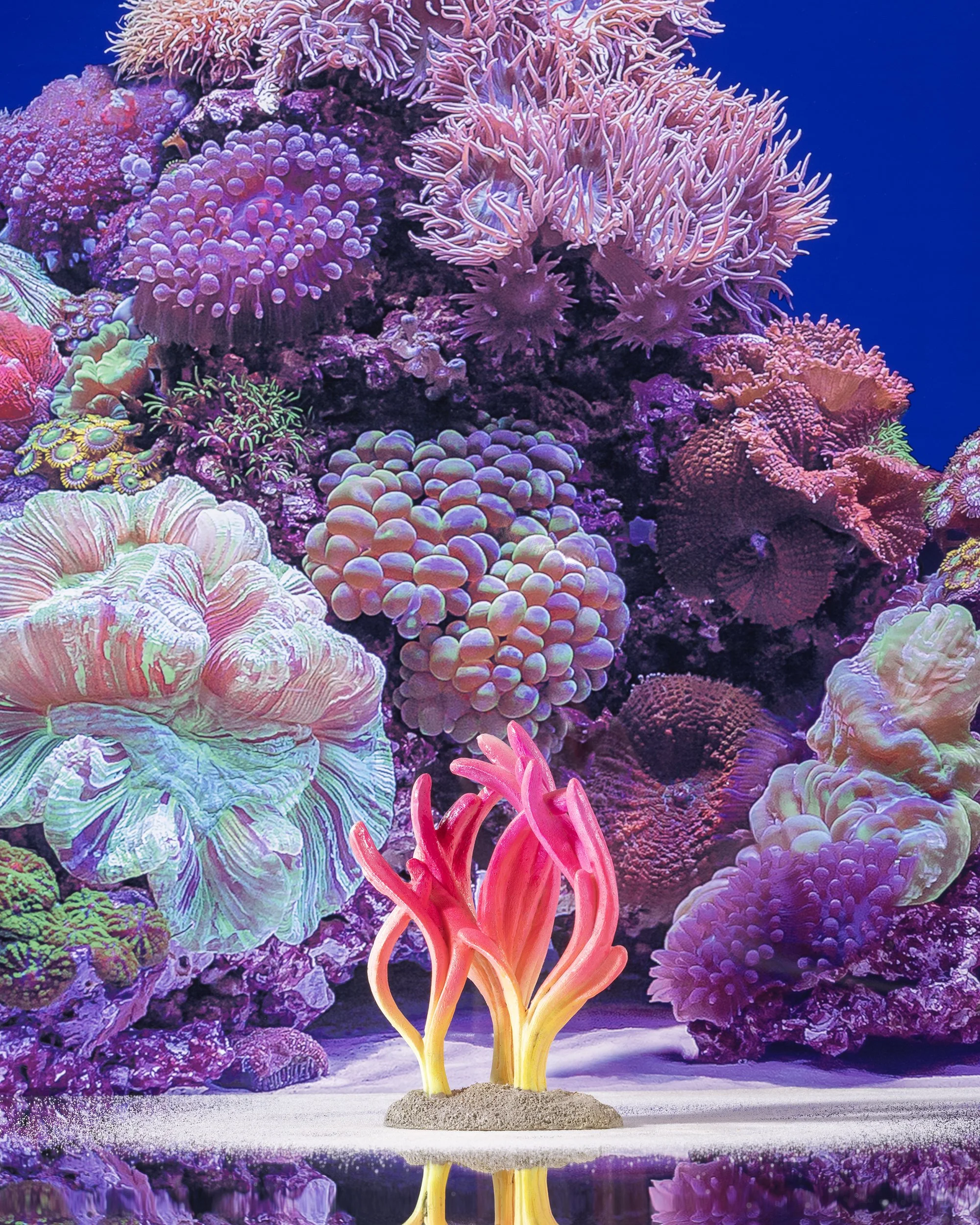 purplepinkflamefishbarn4x5.jpg