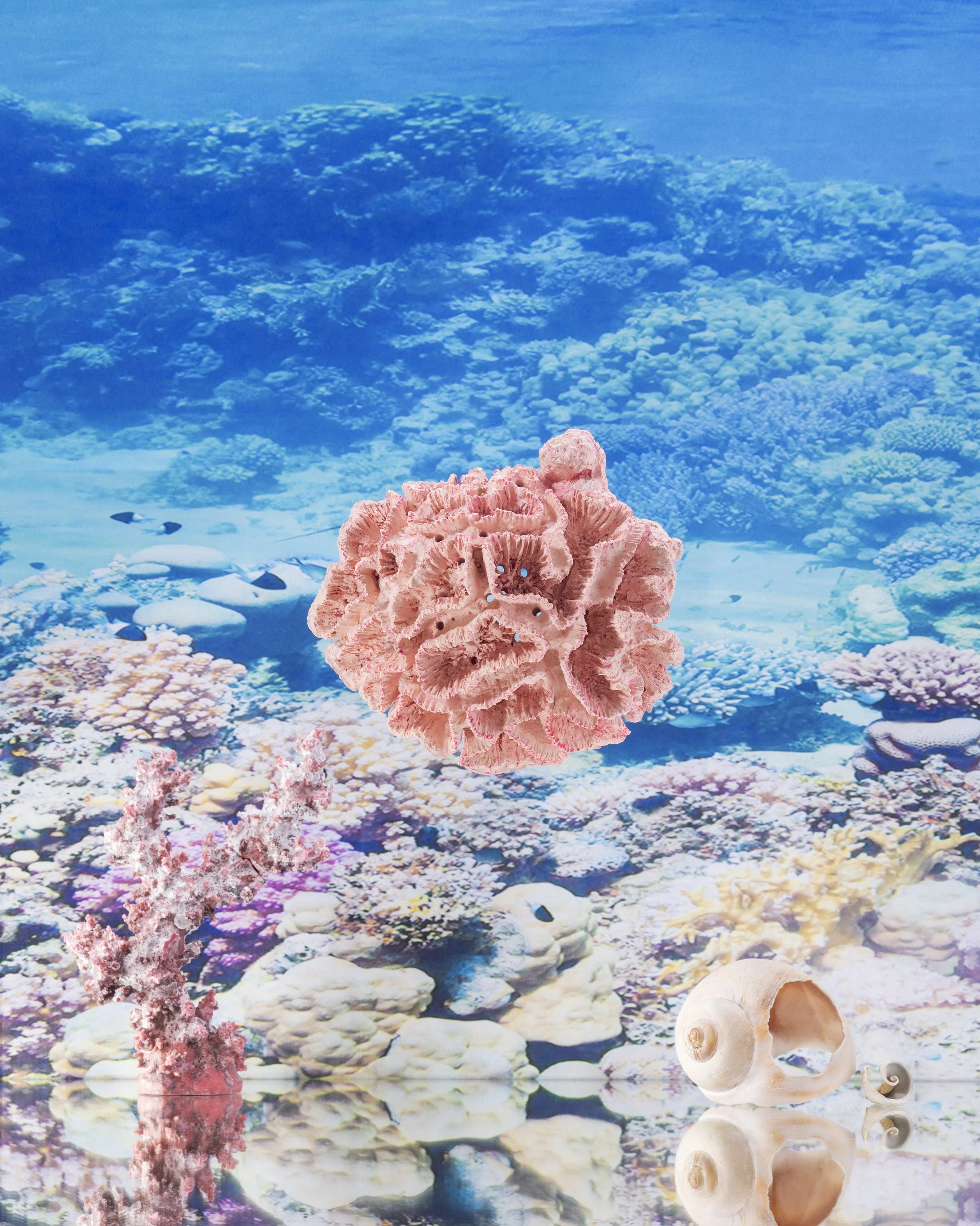 pinkcoral4x5crop1.jpg