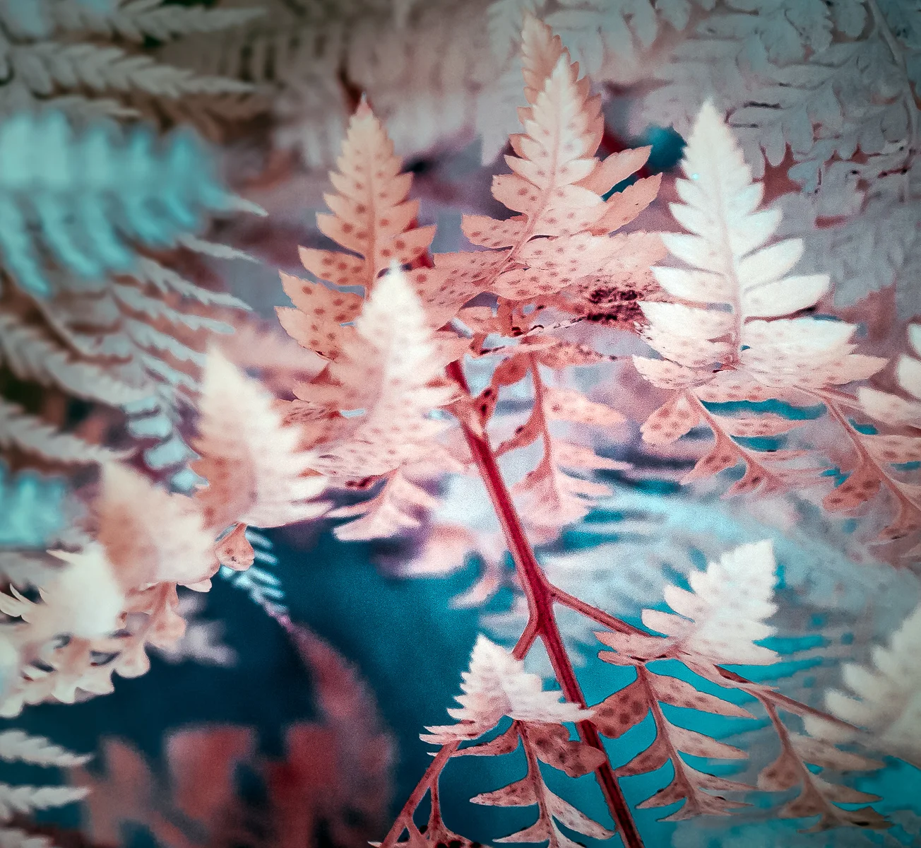 Ferns-IR-Test-11-Edit.jpg