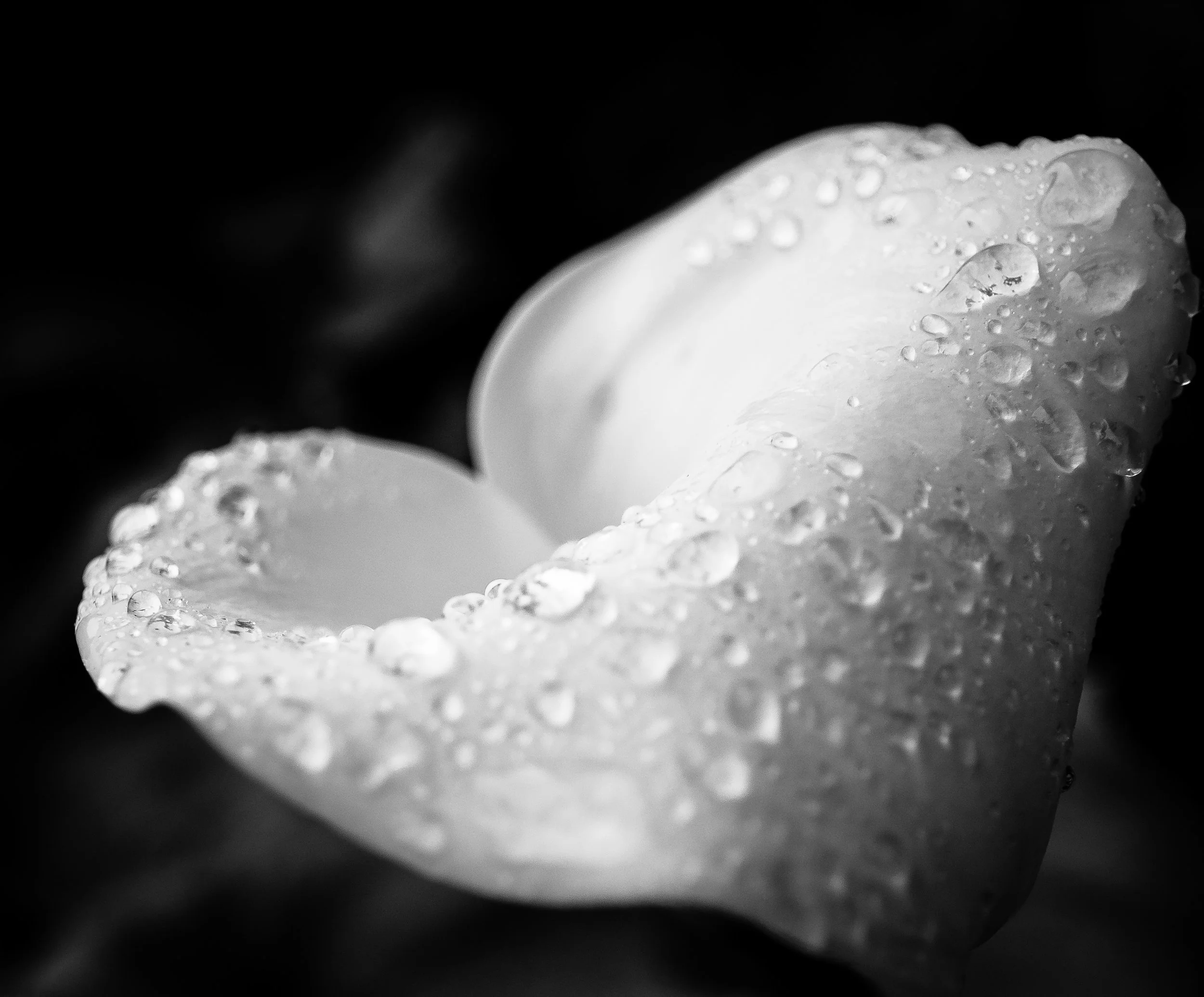 Cala Lily Study-2.jpg