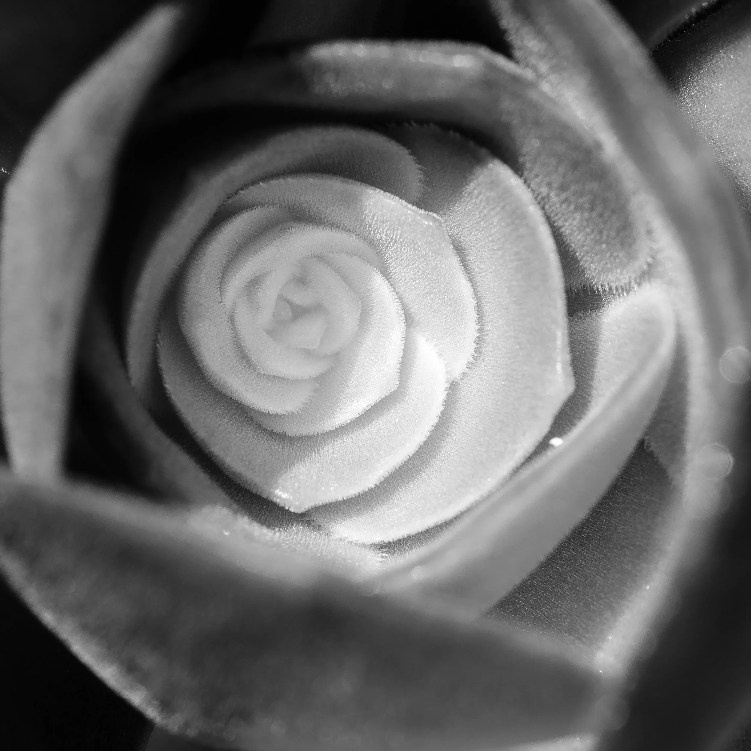 Succulent-1.jpg