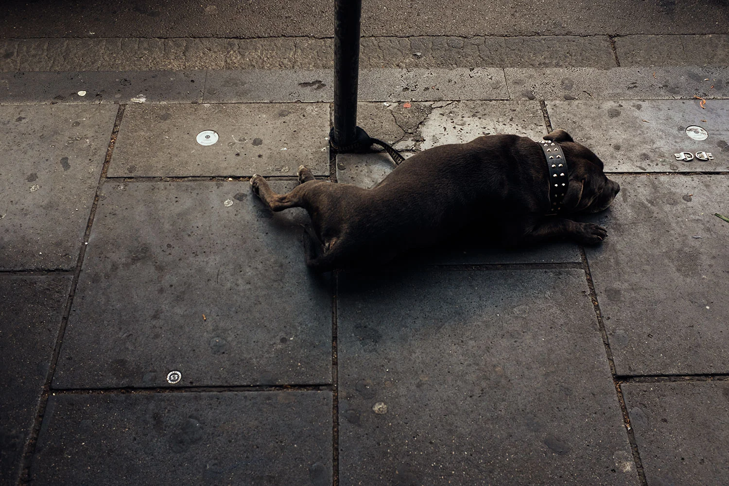 Sad_doggie.jpg