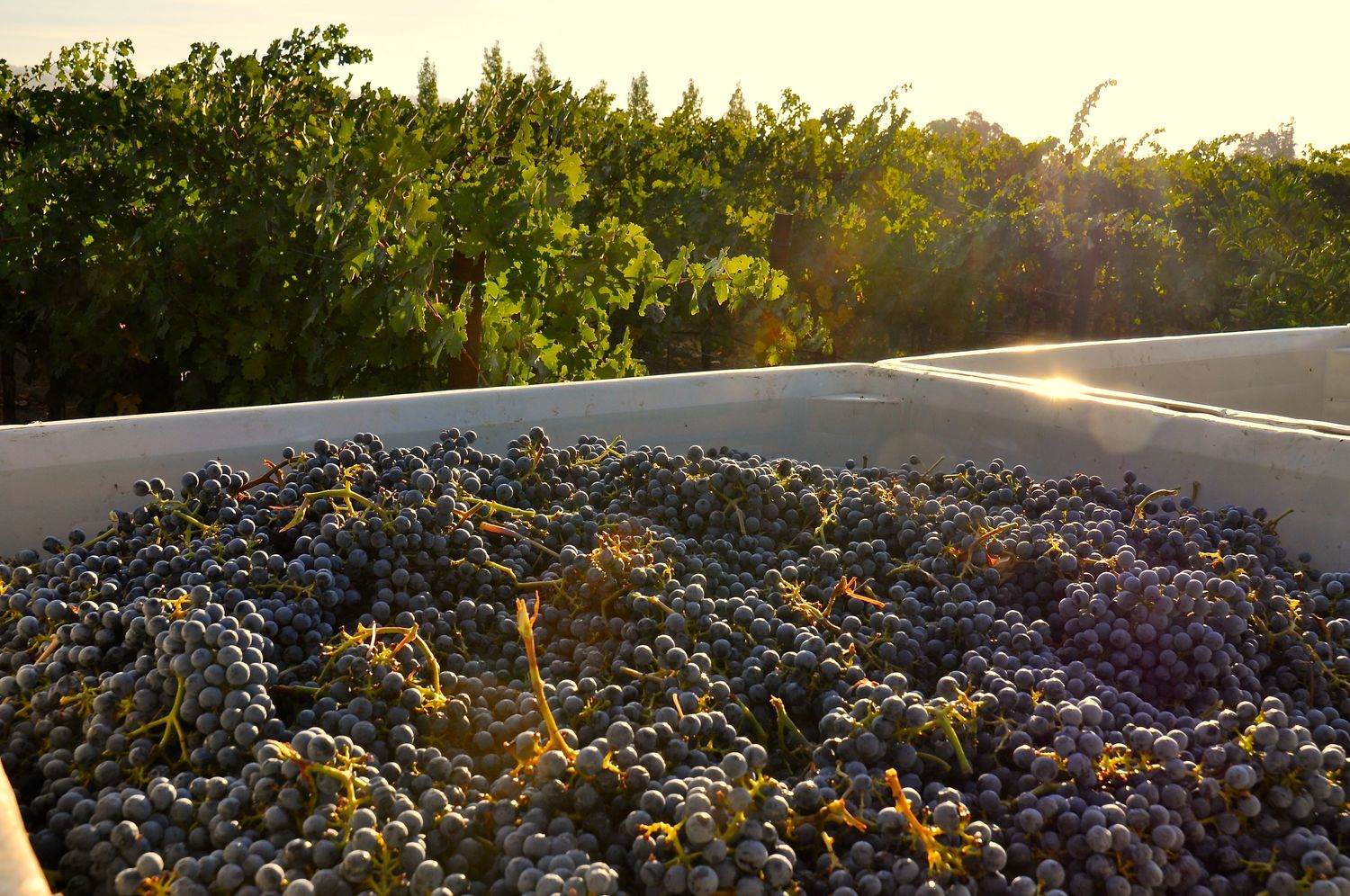 We love working with Wineries