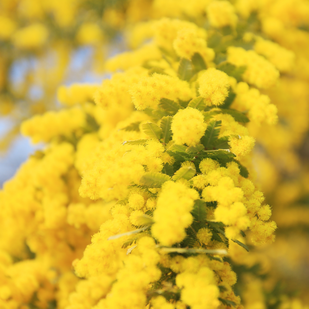 Hay Fever (aka Seasonal Allergy) Relief